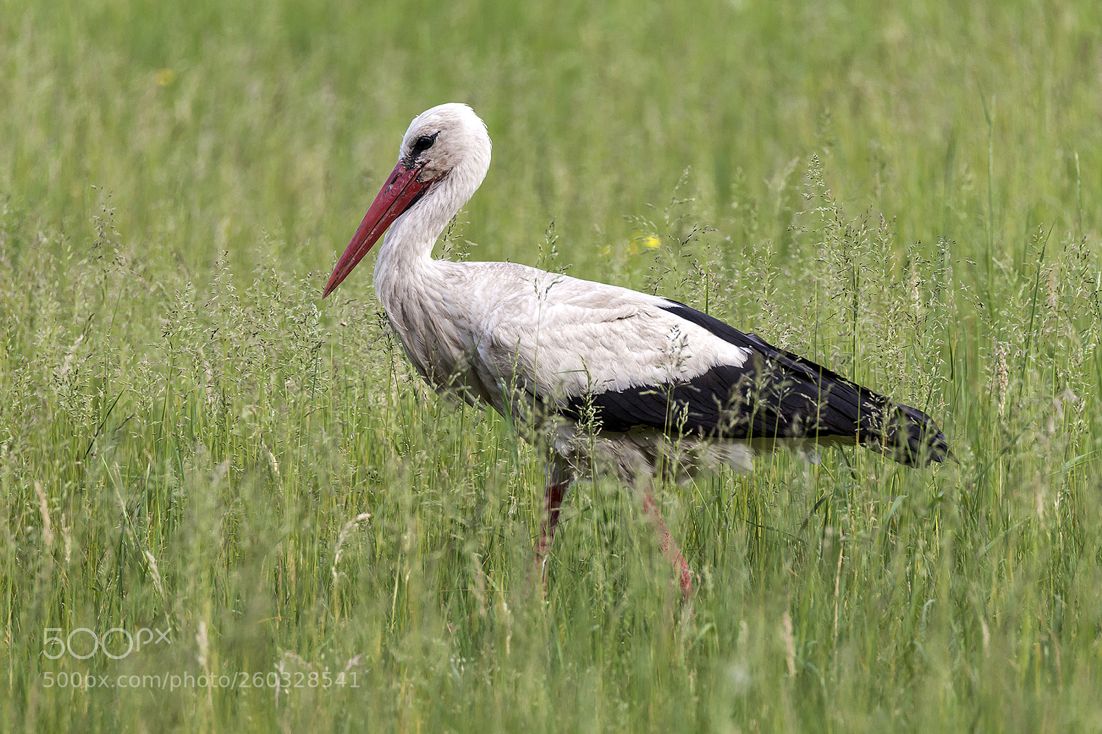 Canon EOS 5D Mark II sample photo. White stork photography