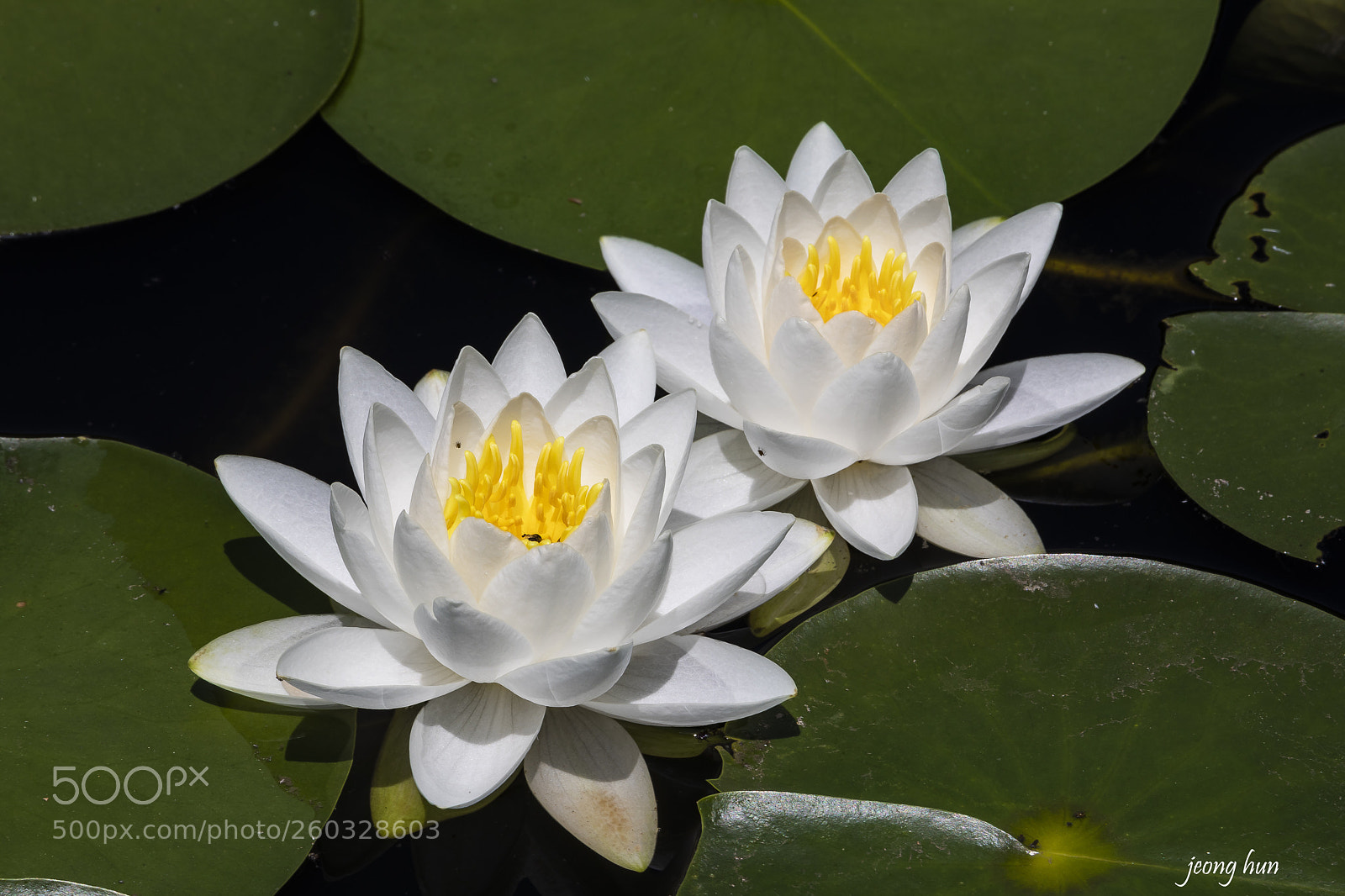Canon EOS 5D Mark IV sample photo. Water lily photography