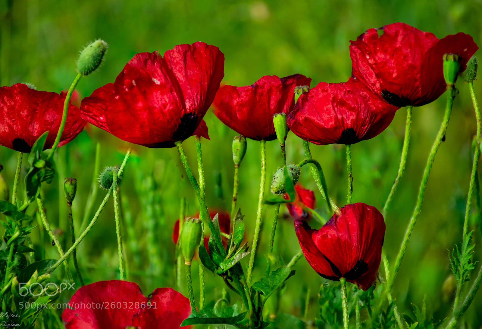 Nikon D5300 sample photo. Red flowers photography