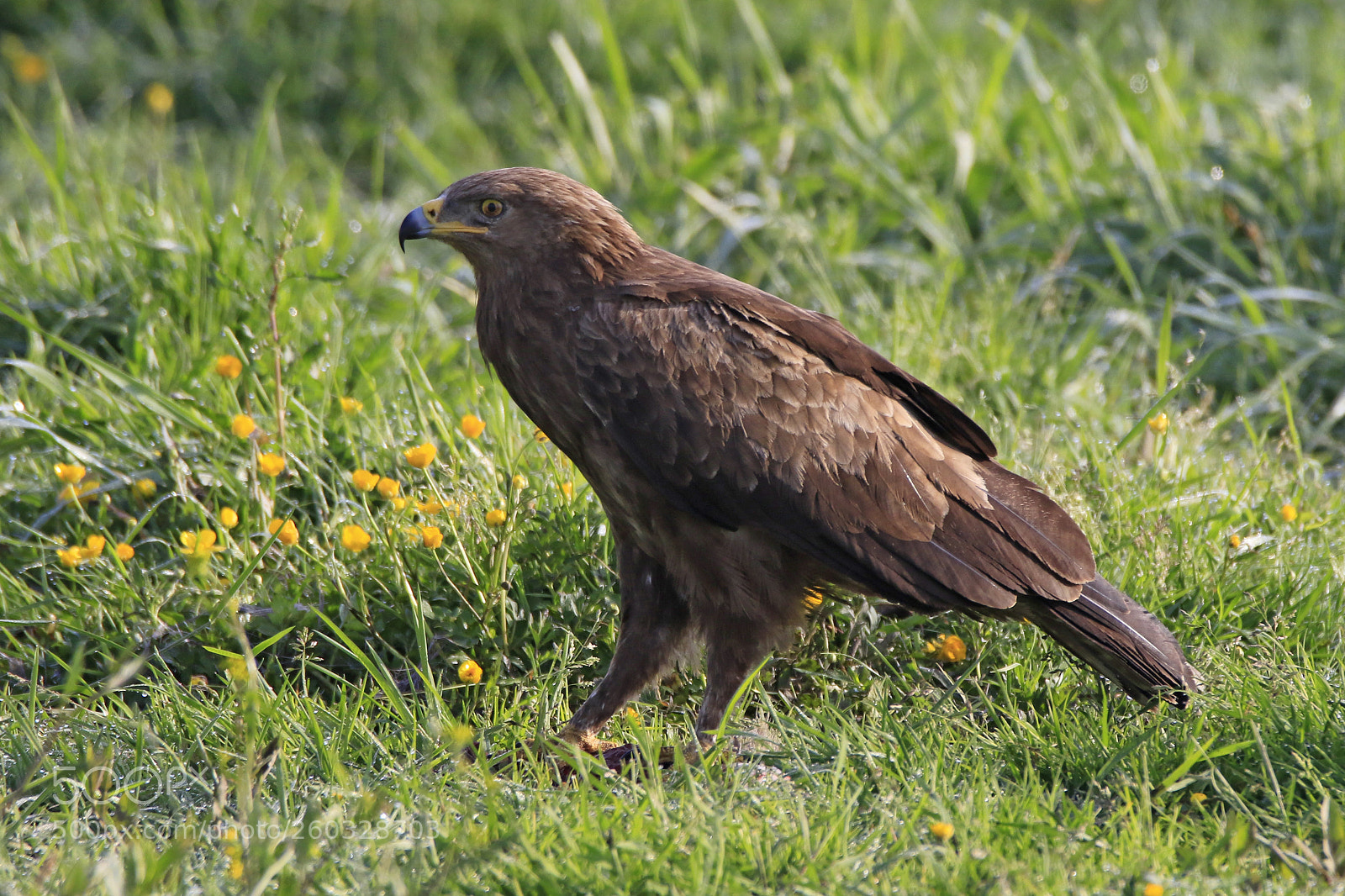 Canon EOS 7D Mark II sample photo. Schreiadler photography