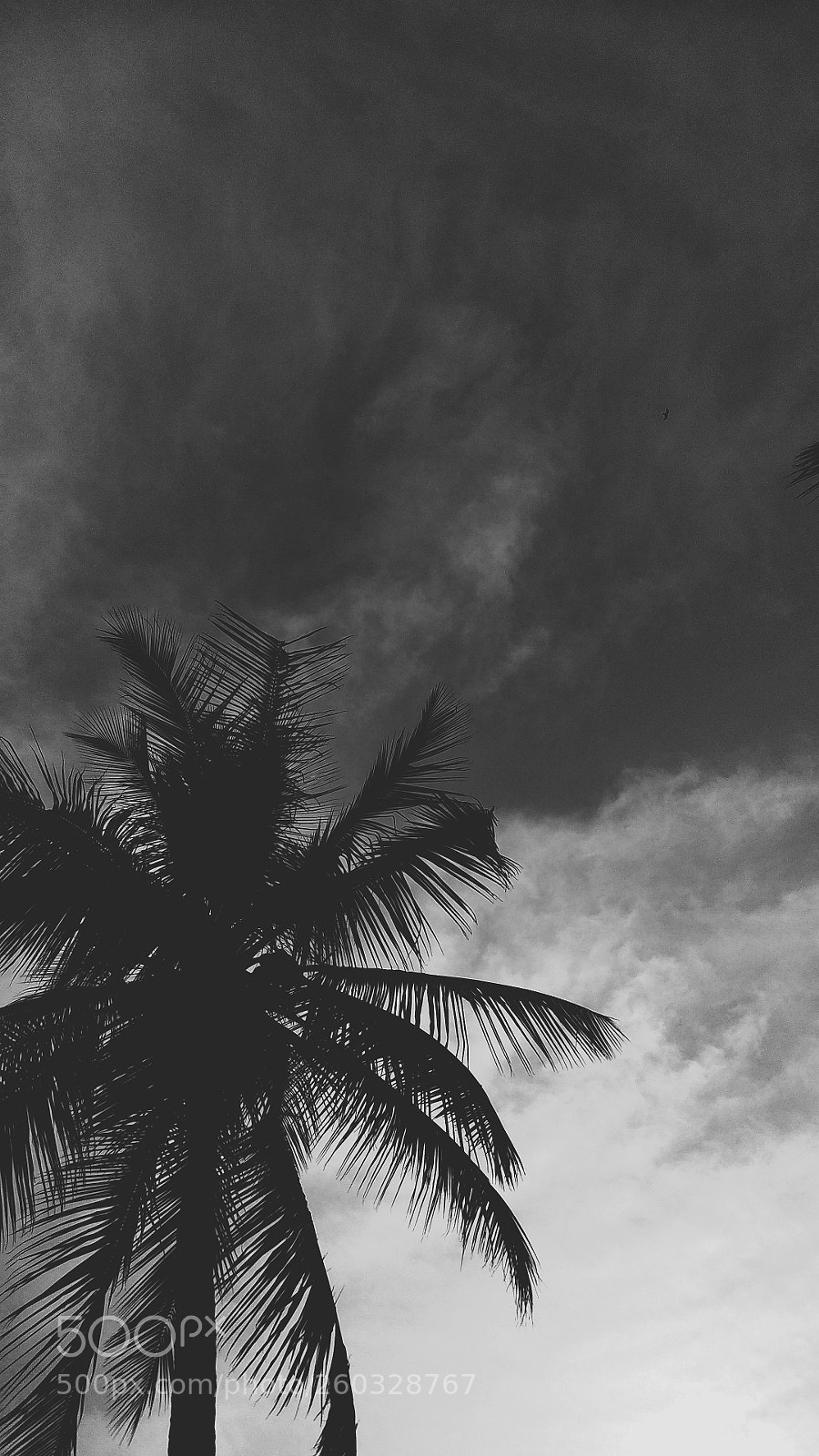 Xiaomi Redmi Note 4 sample photo. The hazy palm photography