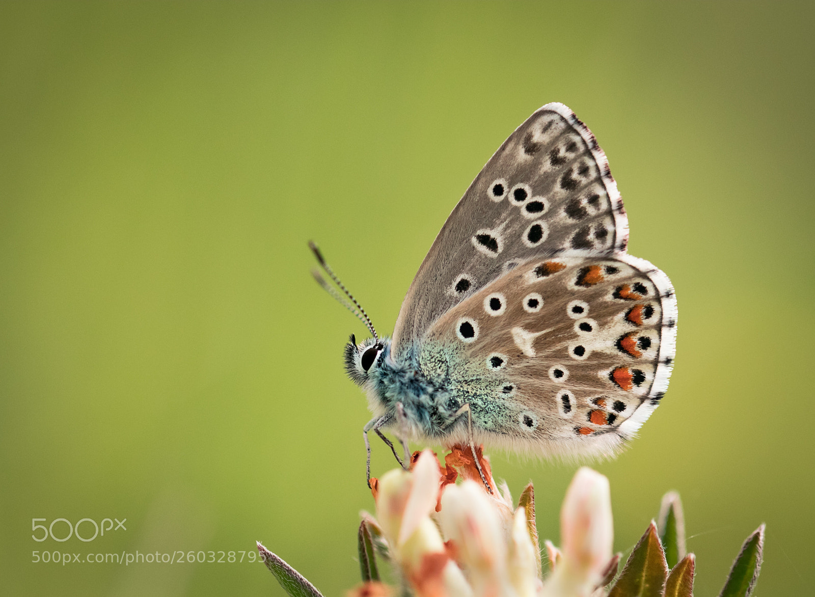 Canon EOS 80D sample photo. Adonis blue photography