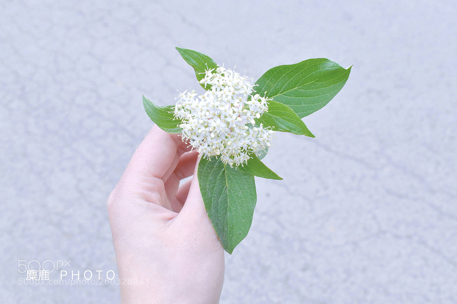Nikon D5600 sample photo. Miluphoto photography