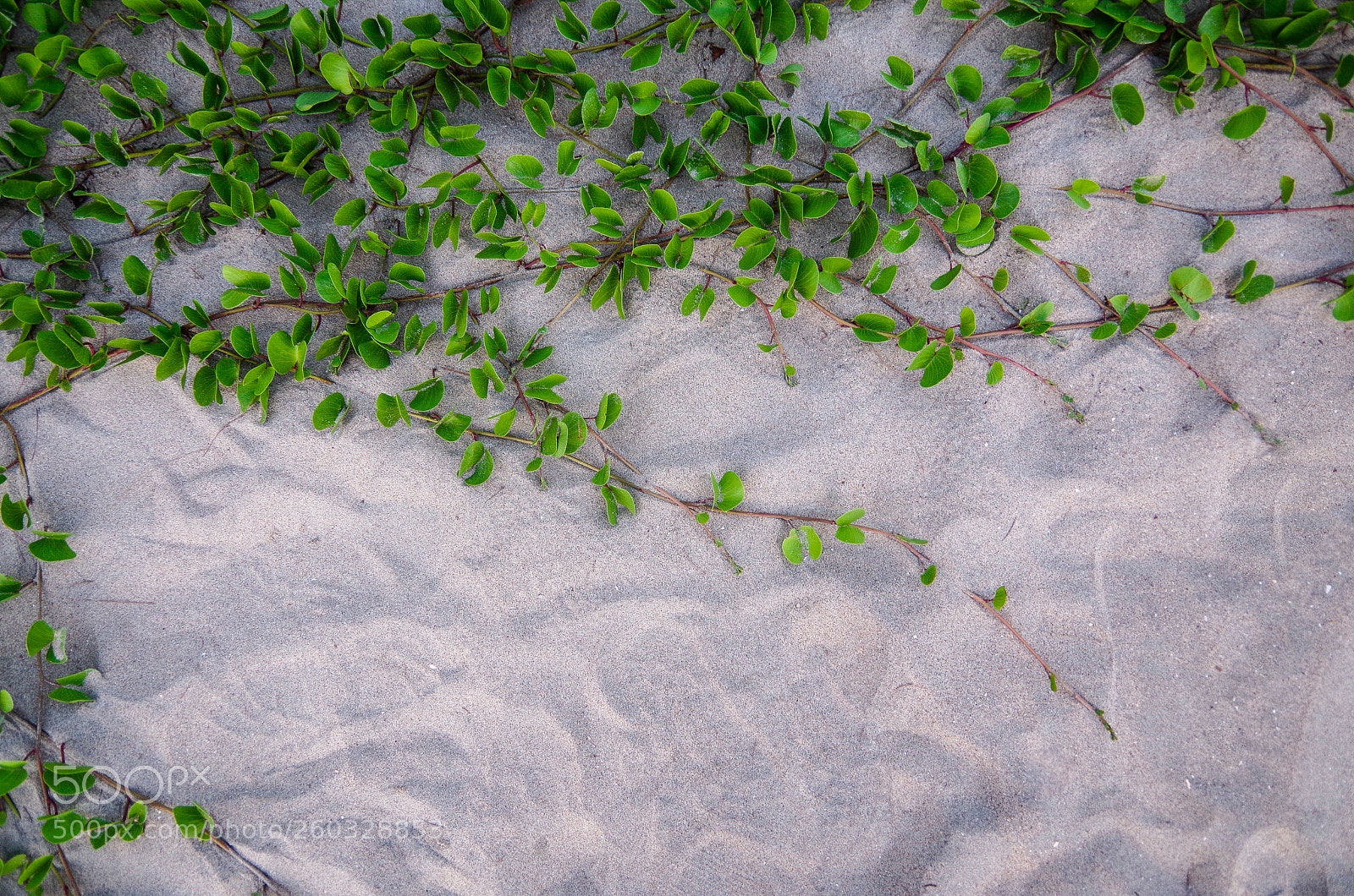 Pentax K-50 sample photo. Sand bed photography
