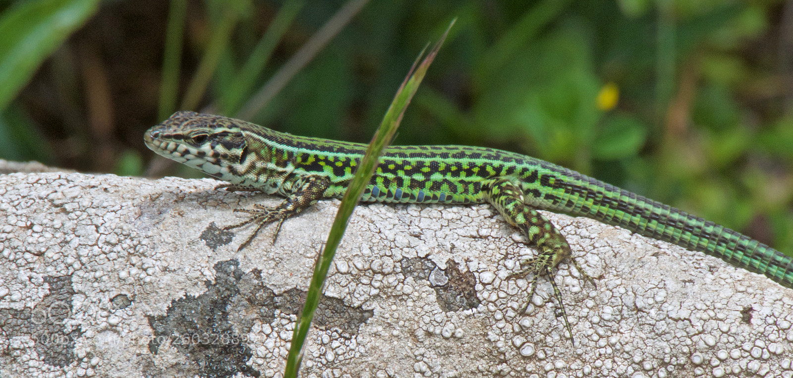 Canon PowerShot SX60 HS sample photo. Lizard sunbathing photography
