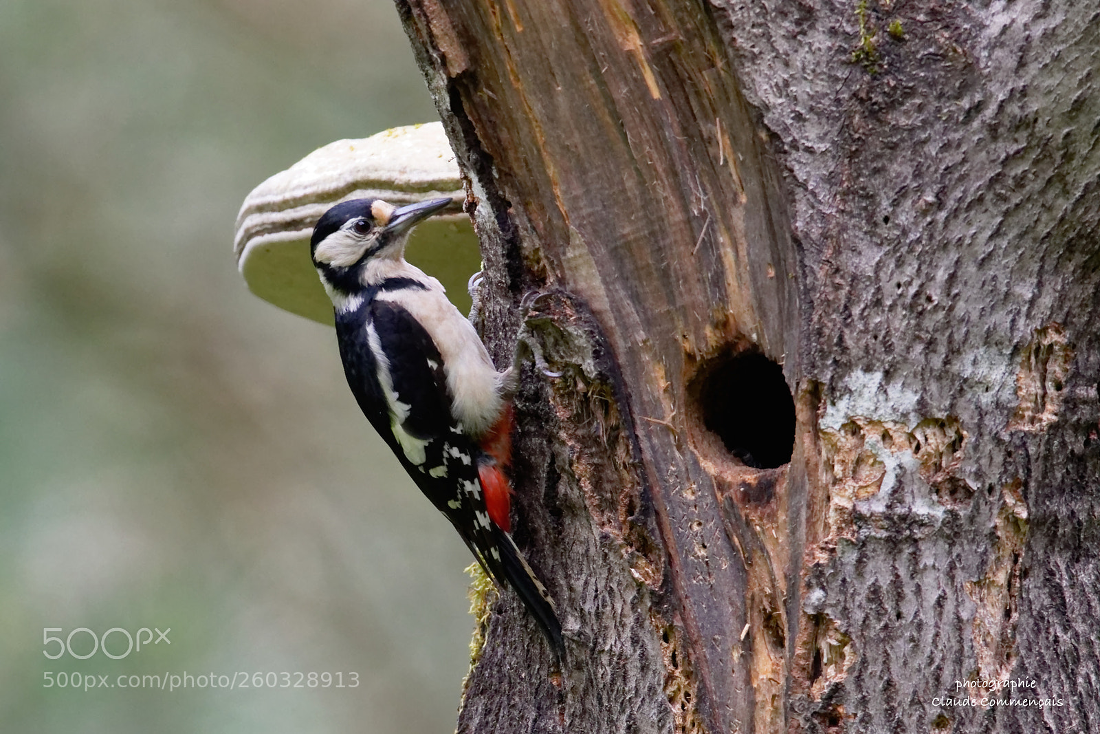 Canon EOS 7D Mark II sample photo. Pic épeiche photography