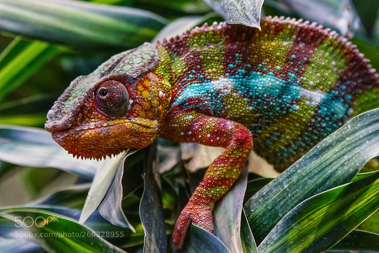 Sony ILCA-77M2 sample photo. Panther chameleon, furcifer pardalis photography