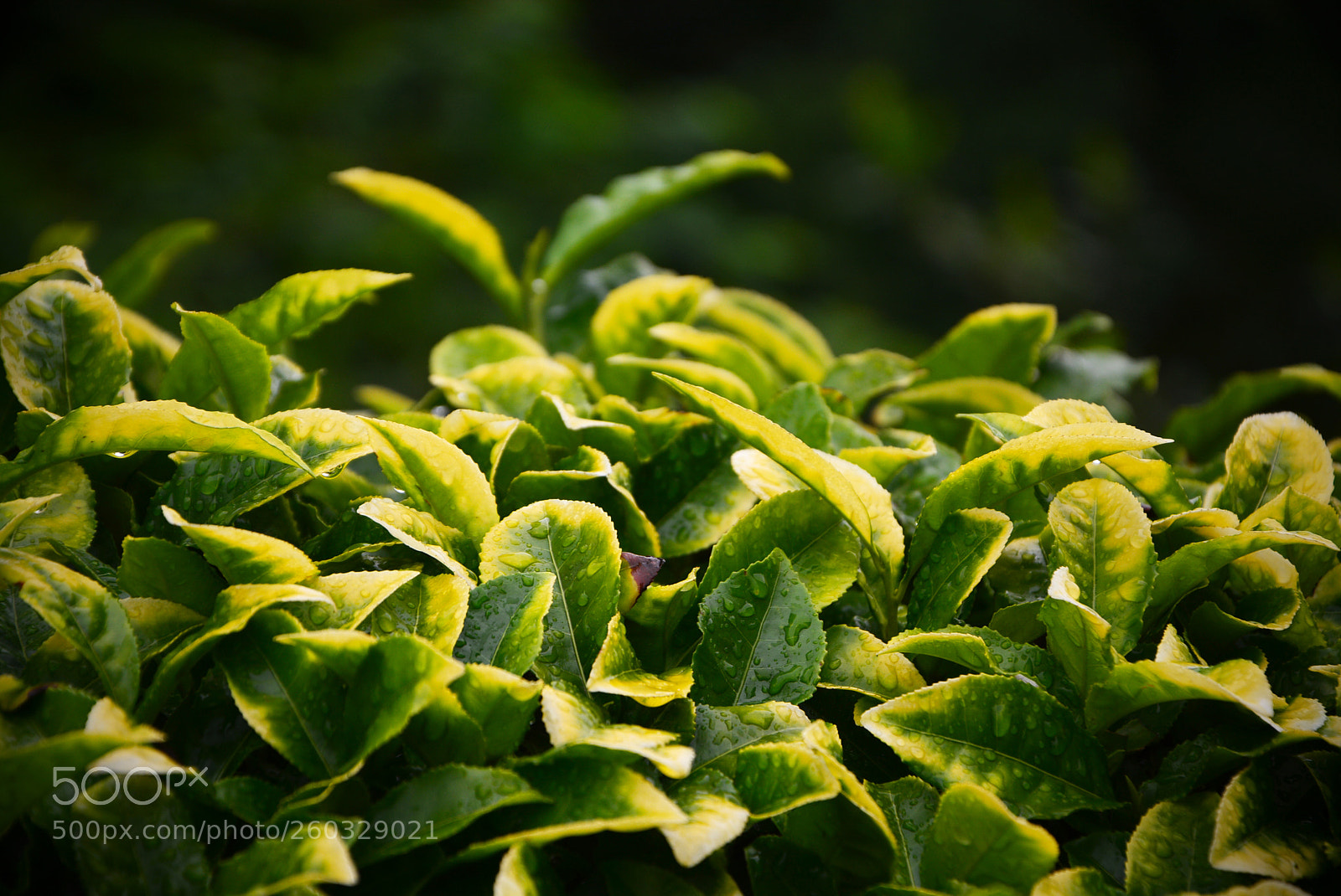 Nikon D7100 sample photo. Turkish tea photography