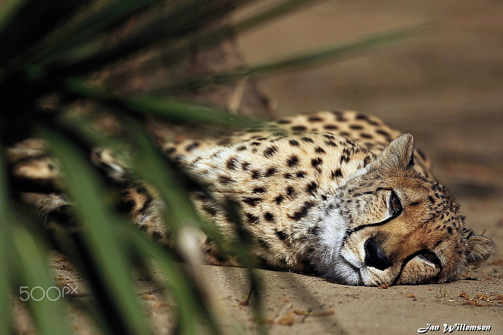 Canon EOS-1D Mark IV + Canon EF 300mm F2.8L IS II USM sample photo. Cheetah photography