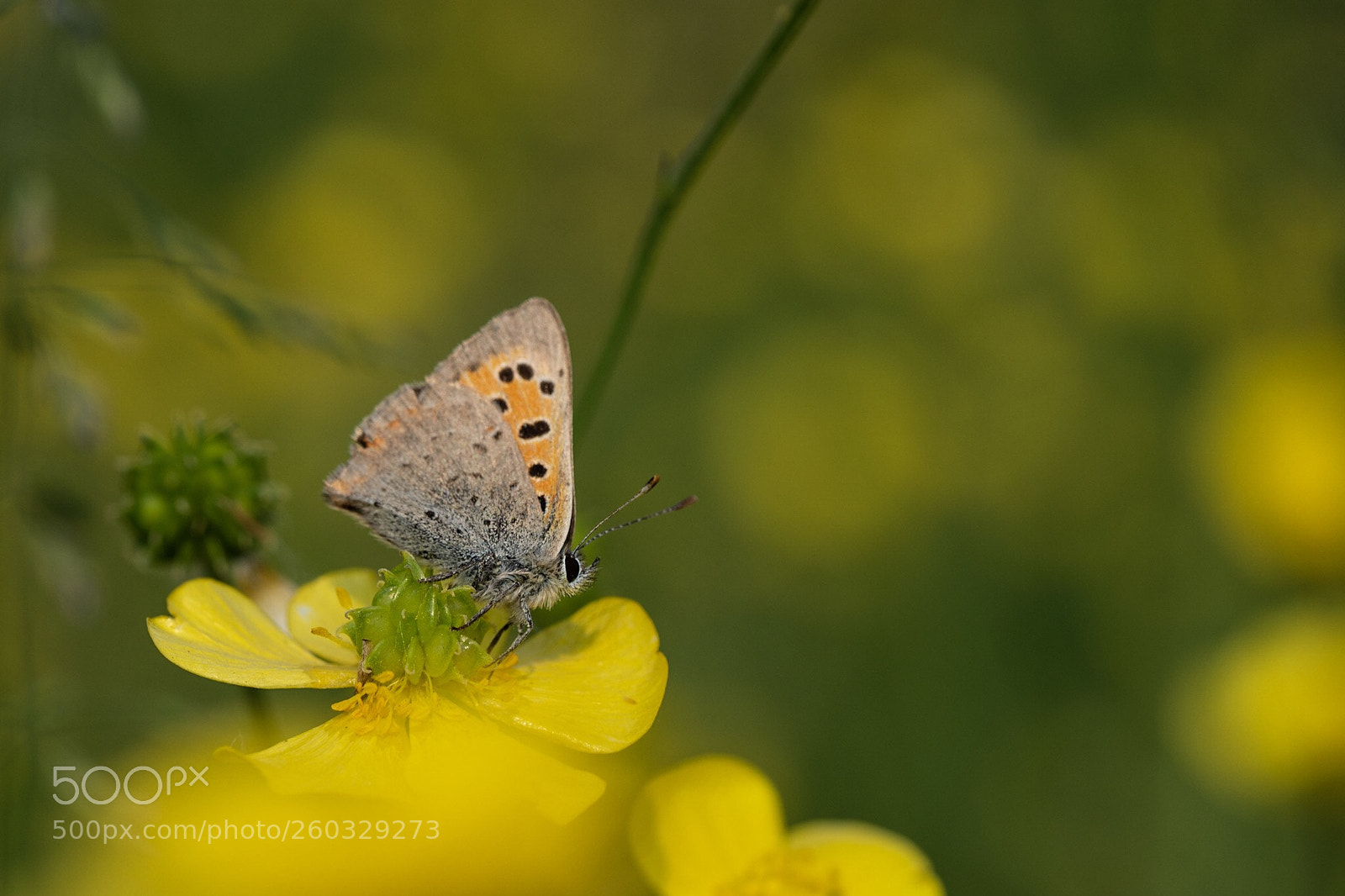 Nikon D7200 sample photo. Small copper photography