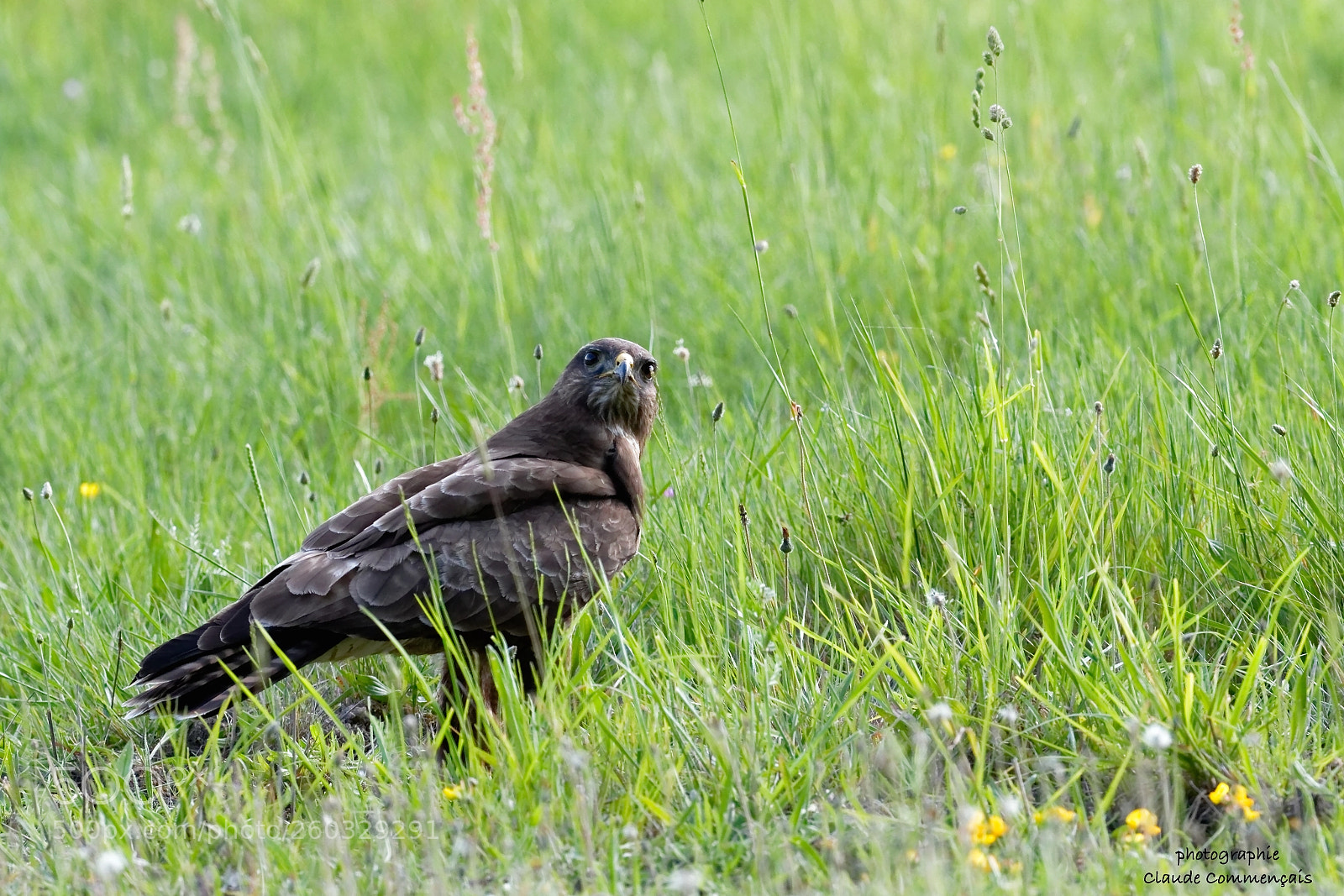 Canon EOS 7D Mark II sample photo. Rapace photography