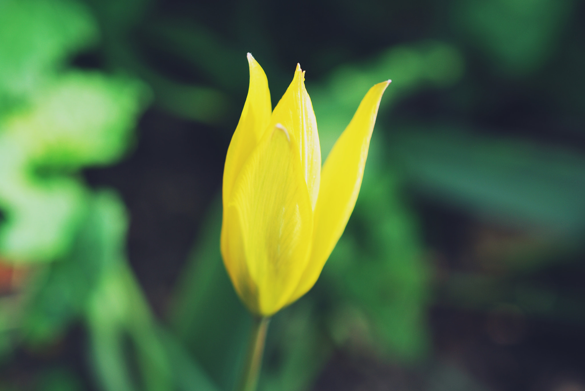 Nikon AF-S DX Micro Nikkor 40mm F2.8 sample photo. Yellow. photography