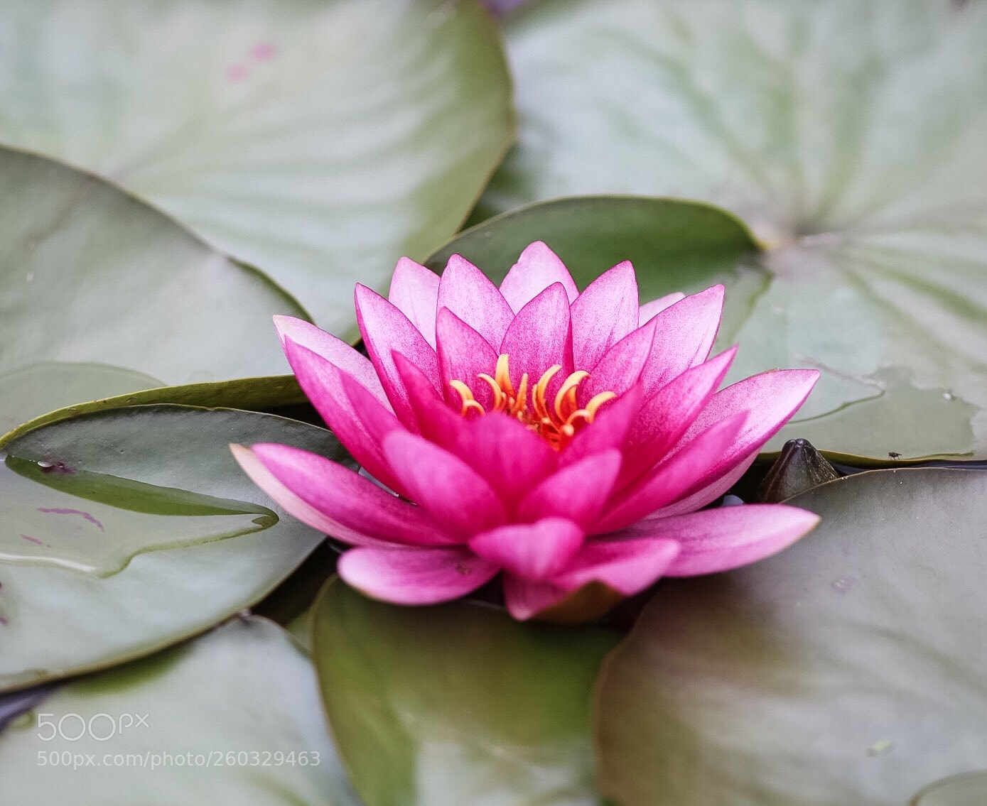 Canon EOS 6D sample photo. Pink water lily photography
