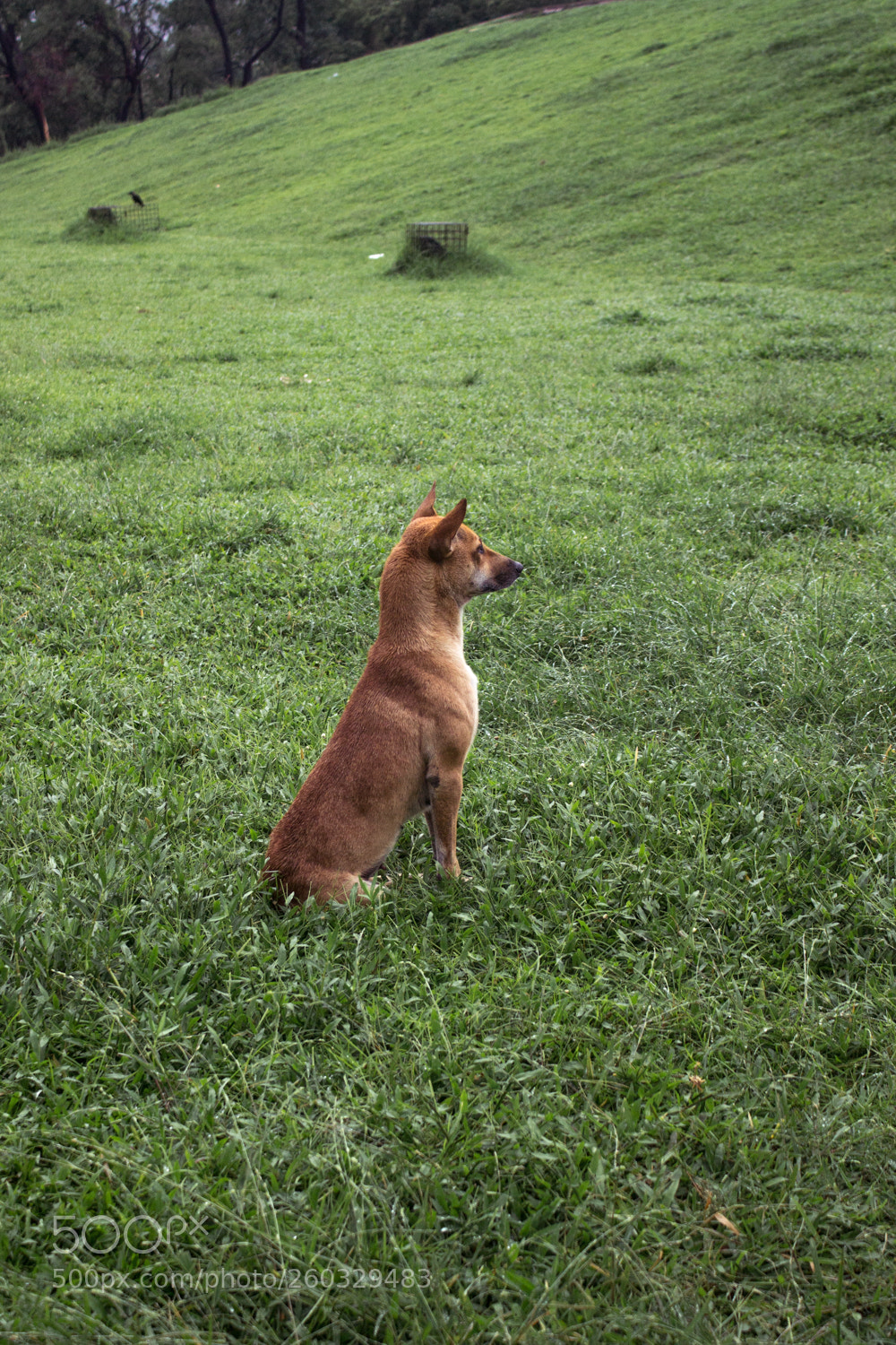 Canon EOS 1200D (EOS Rebel T5 / EOS Kiss X70 / EOS Hi) sample photo. Dog-1 photography