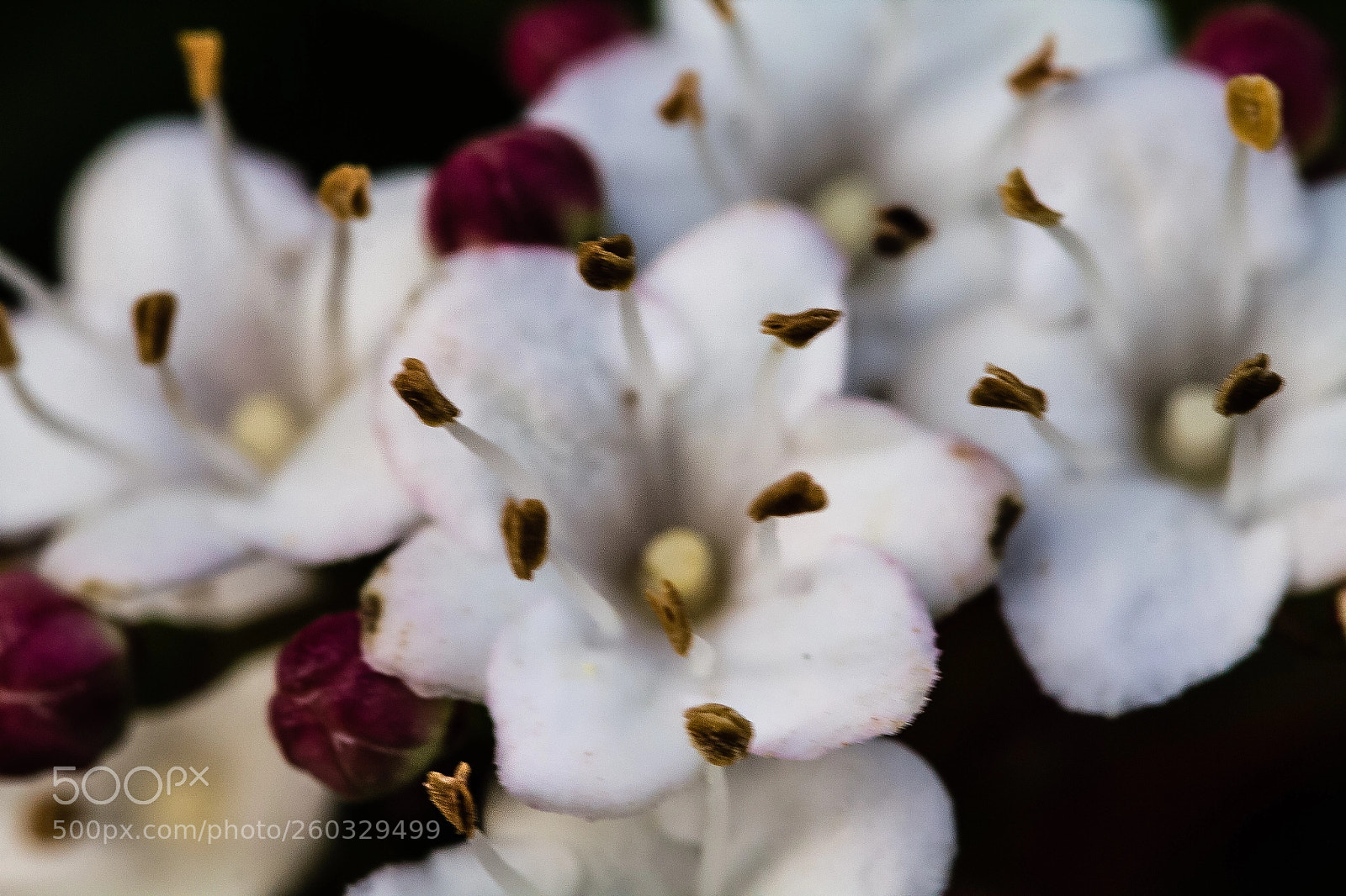Canon EOS 60D sample photo. Pyrola grandiflora photography