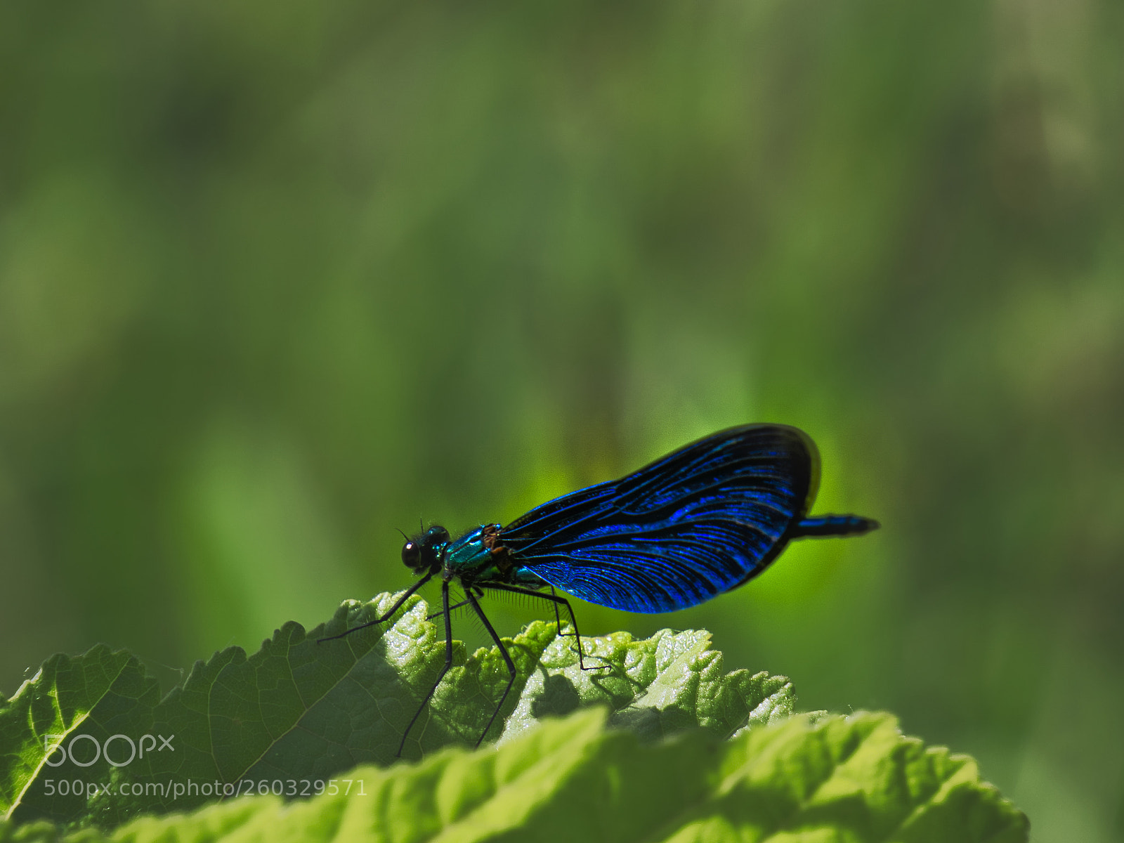 Sony a6000 sample photo. Beautiful demoiselle photography