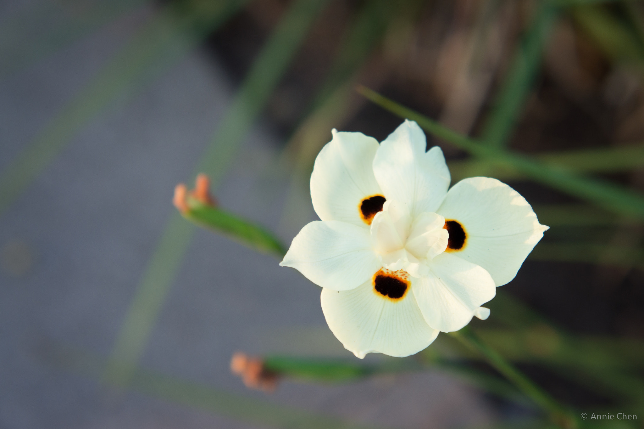 Sony Alpha NEX-3 sample photo. Summer petals photography