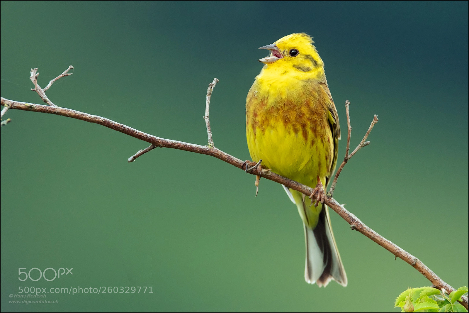 Nikon D850 sample photo. Yellowhammer photography