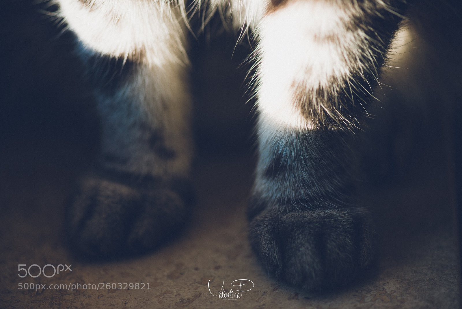 Nikon D610 sample photo. My paw ??? photography