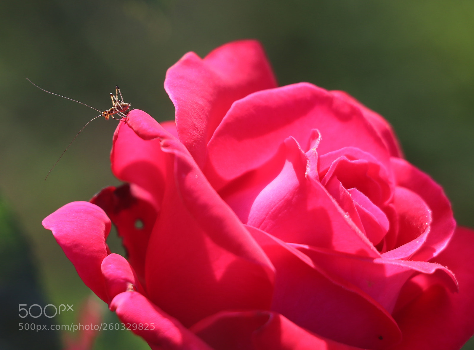 Canon EOS 80D sample photo. A little stranger enjoys photography