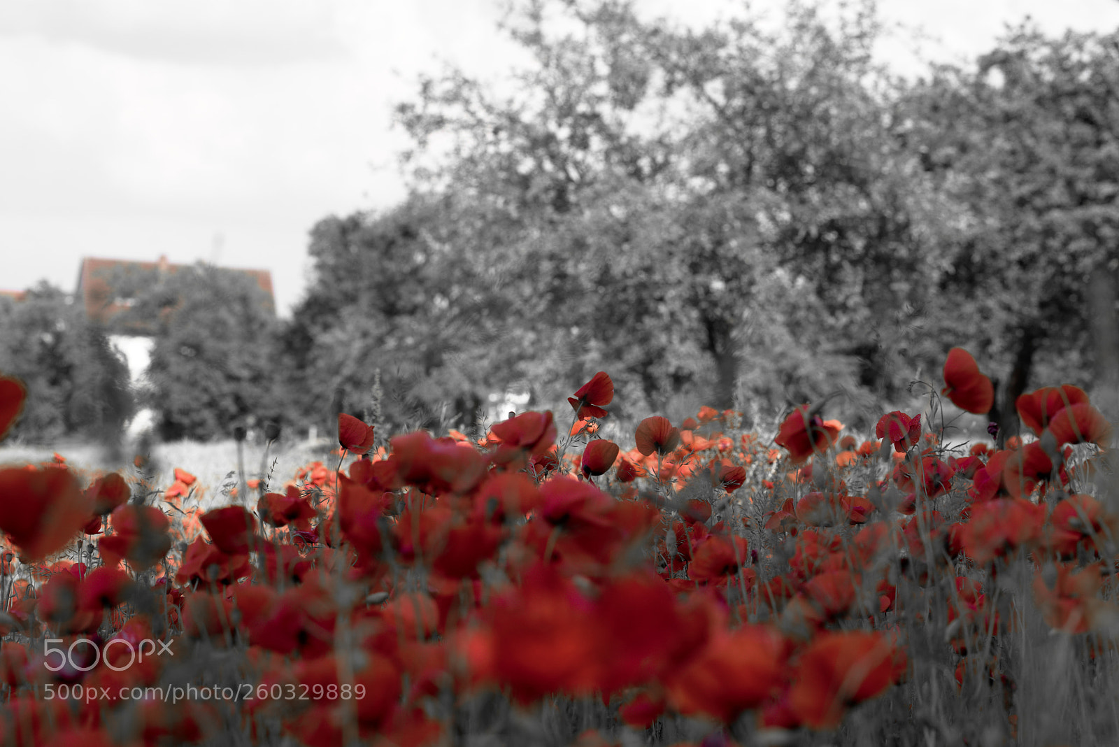 Nikon D7200 sample photo. Mohn photography