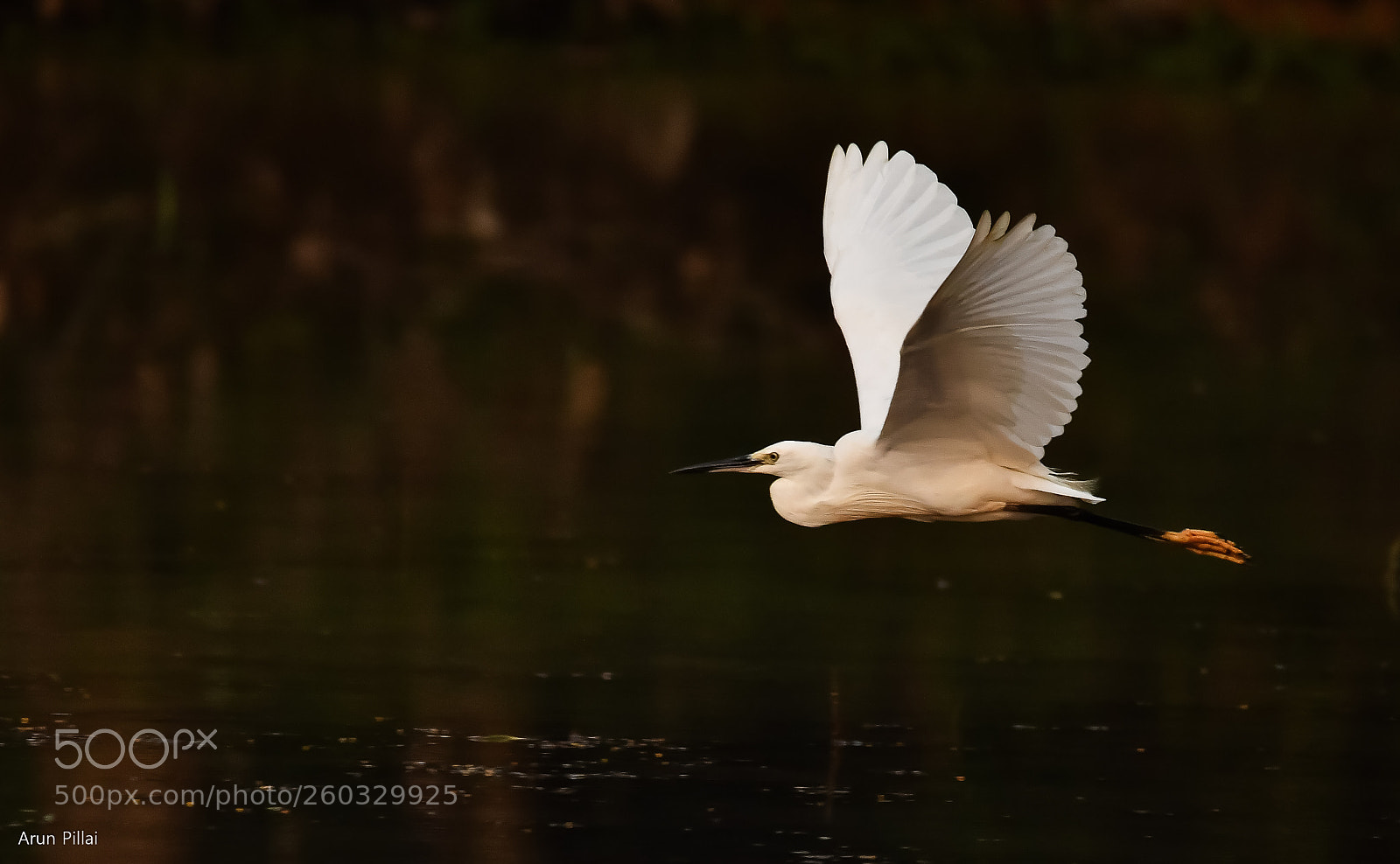 Nikon D500 sample photo. Little egret photography