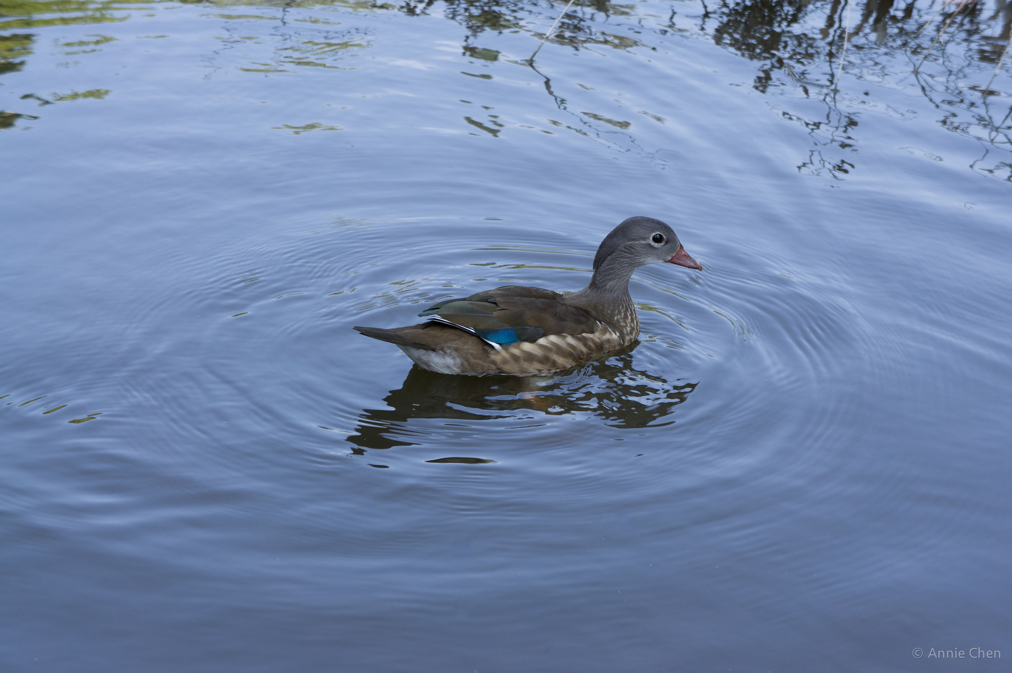 Sony Alpha NEX-3 sample photo. Female aix duck photography