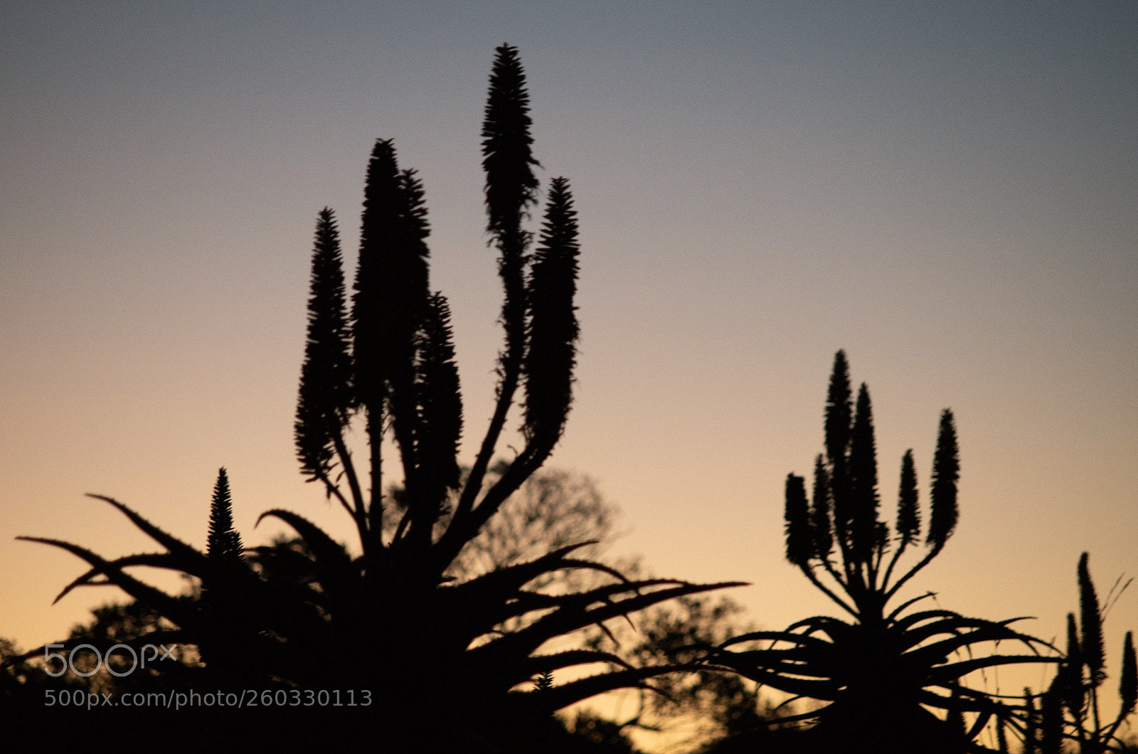 Pentax K-50 sample photo. Evening aloe silhouette photography