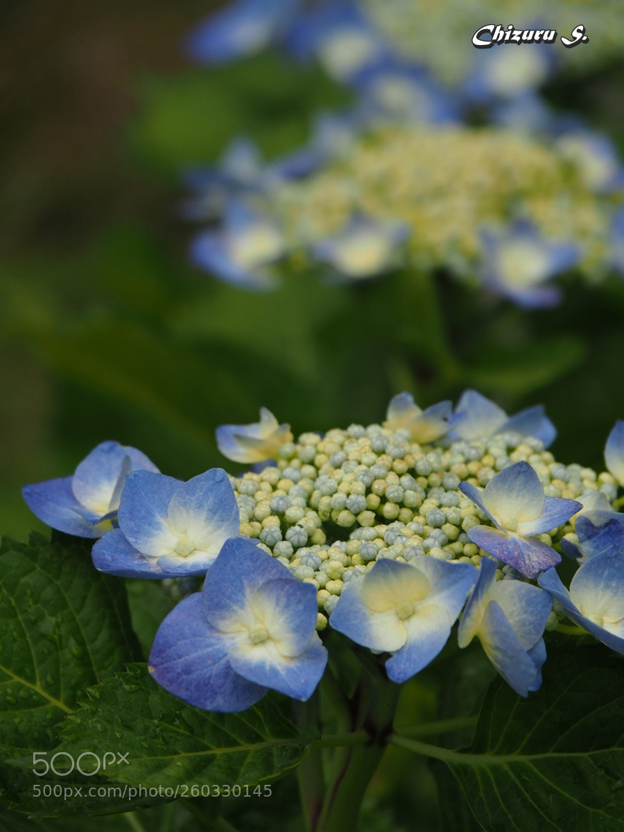 Olympus OM-D E-M1 Mark II sample photo. Hydrangea photography