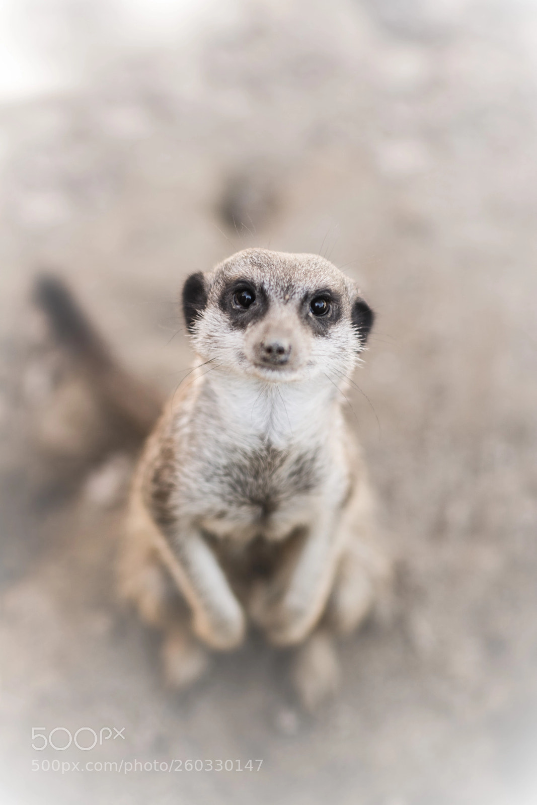 Nikon D7100 sample photo. Erdmännchen photography