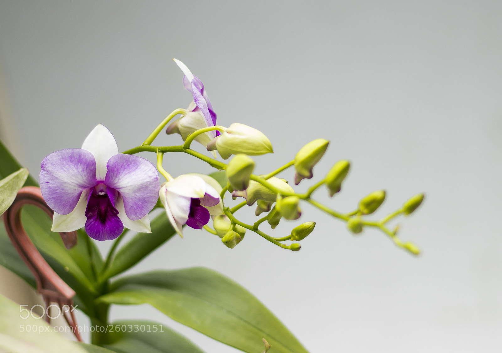 Canon EOS 80D sample photo. Orchids photography
