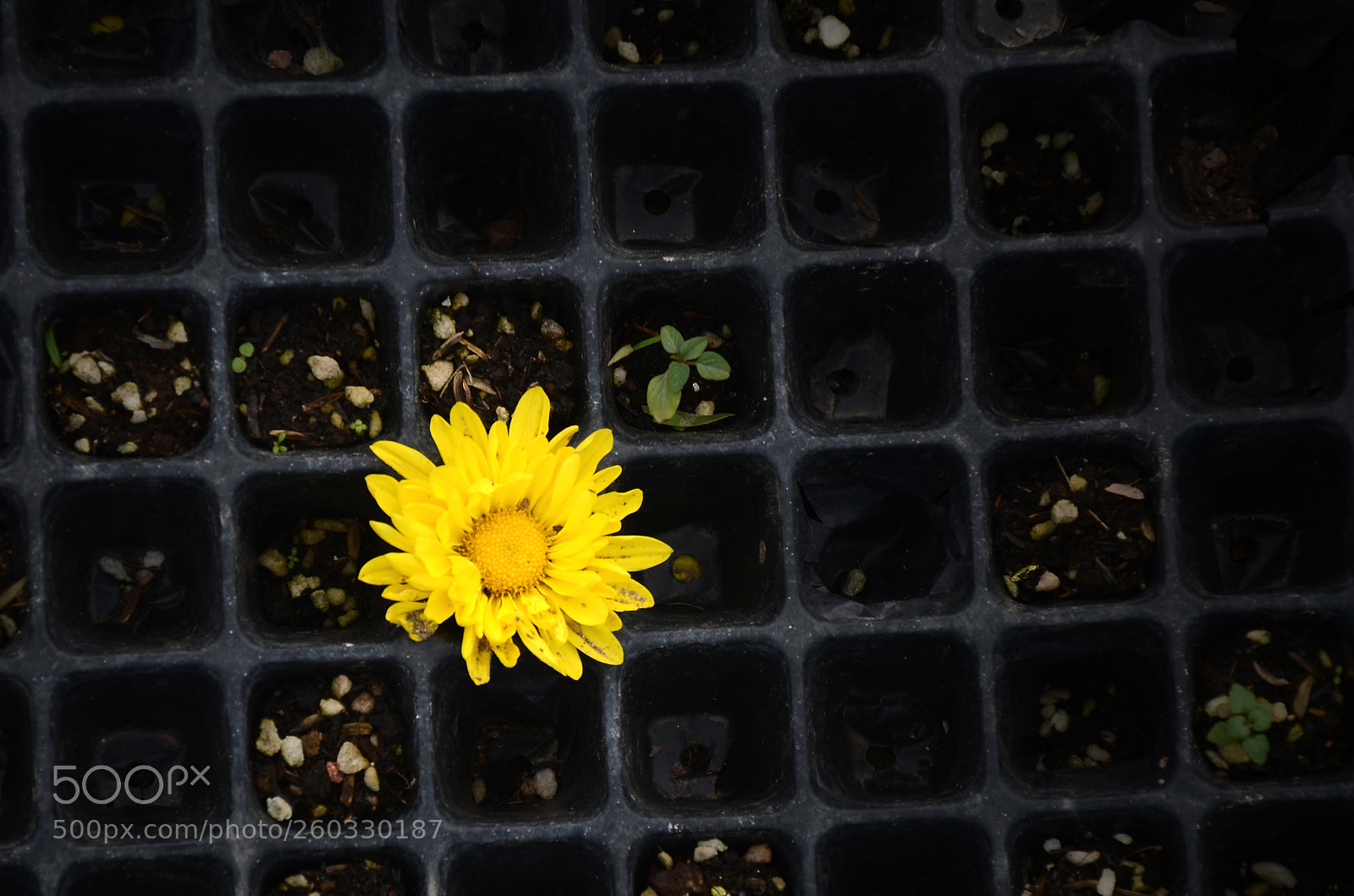 Nikon D7000 sample photo. Edit photography