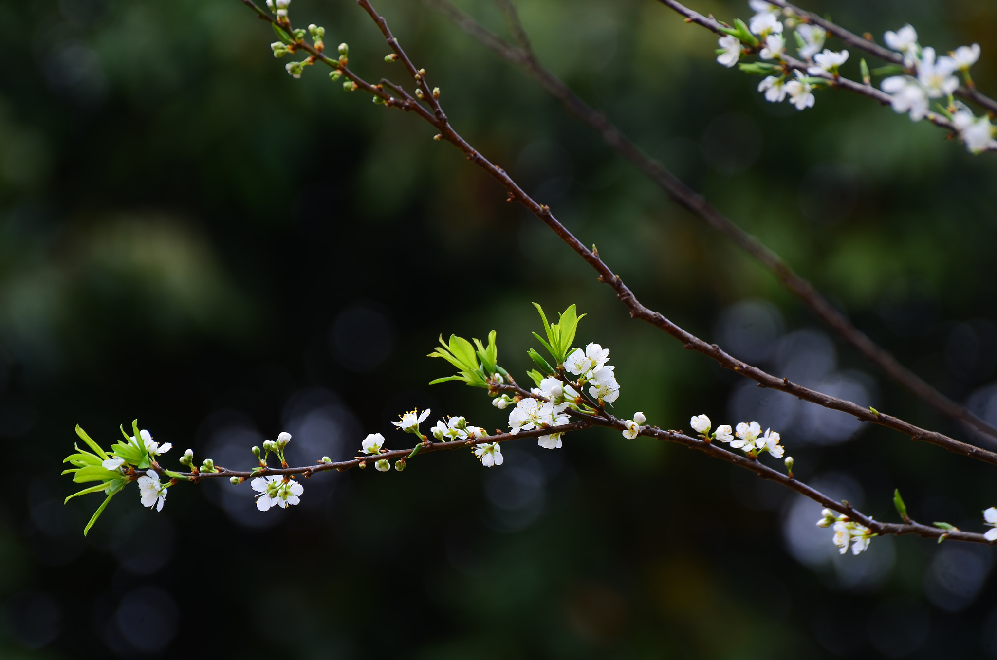 Nikon D7000 sample photo.  plum flower photography