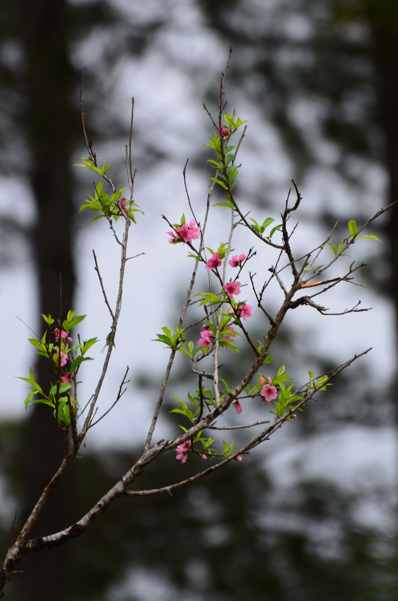 Nikon D7000 sample photo. Peach blossom photography