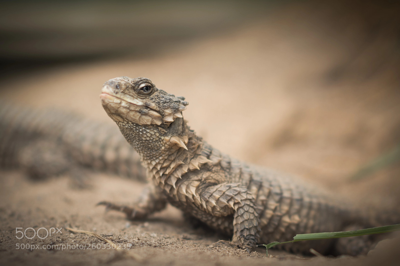 Nikon D7100 sample photo. Echse photography