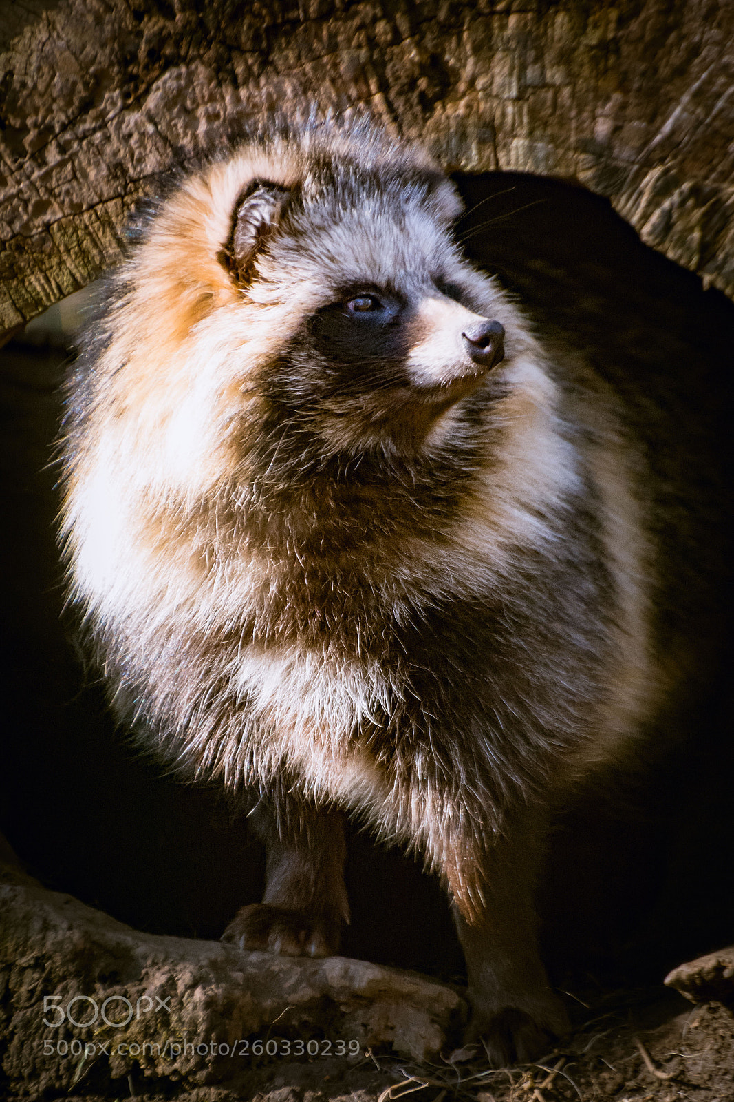 Nikon D7100 sample photo. Maderhund photography