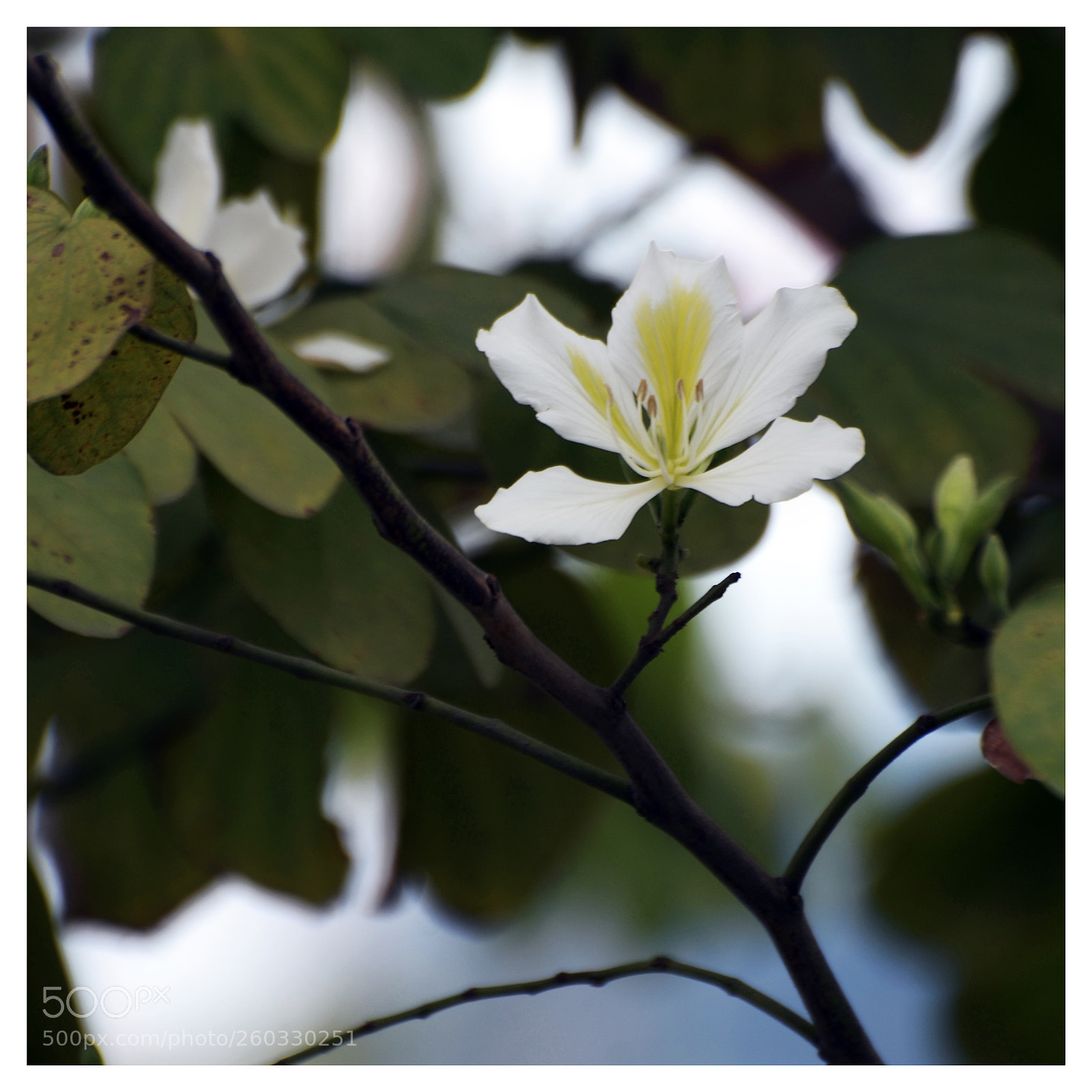 Nikon D7000 sample photo. Edit photography