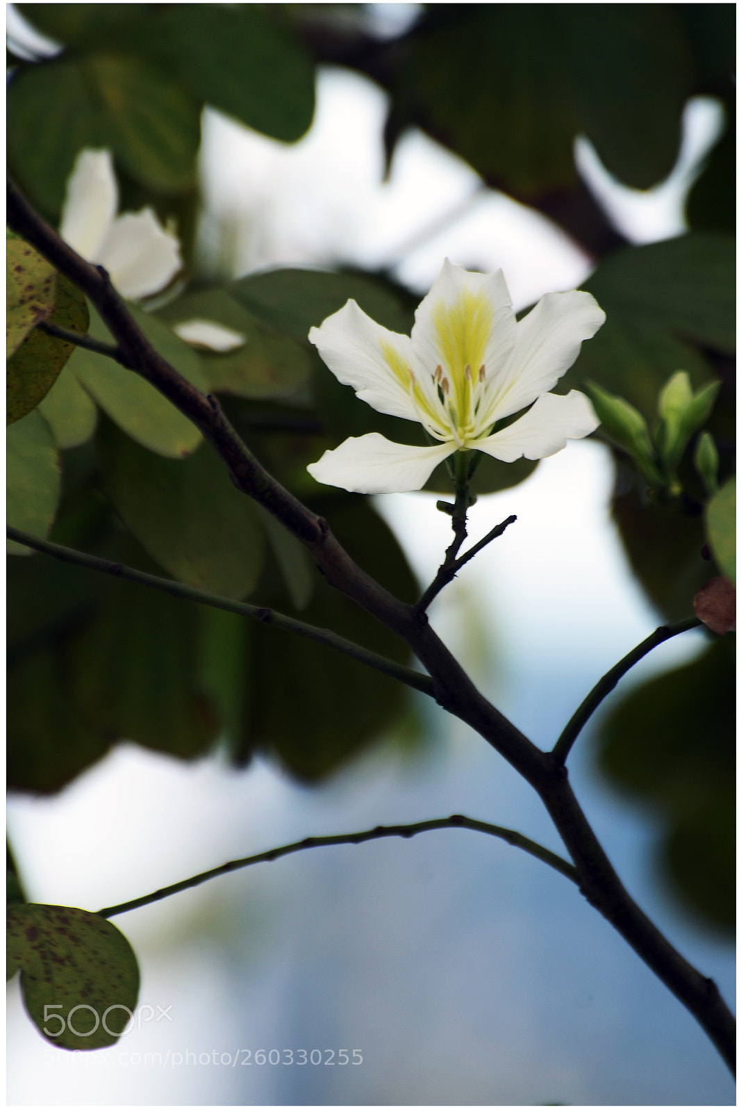 Nikon D7000 sample photo. Edit photography
