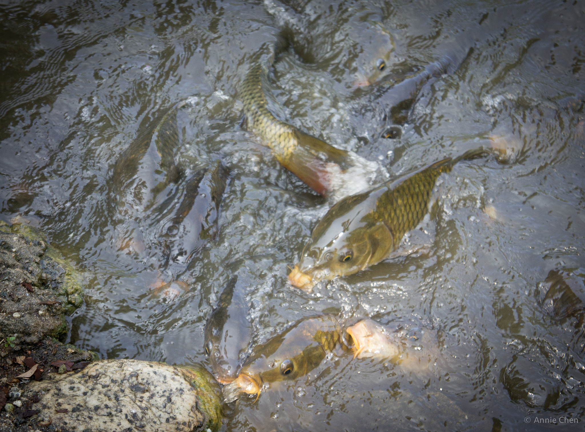 Sony Alpha NEX-3 sample photo. Feasting fish photography