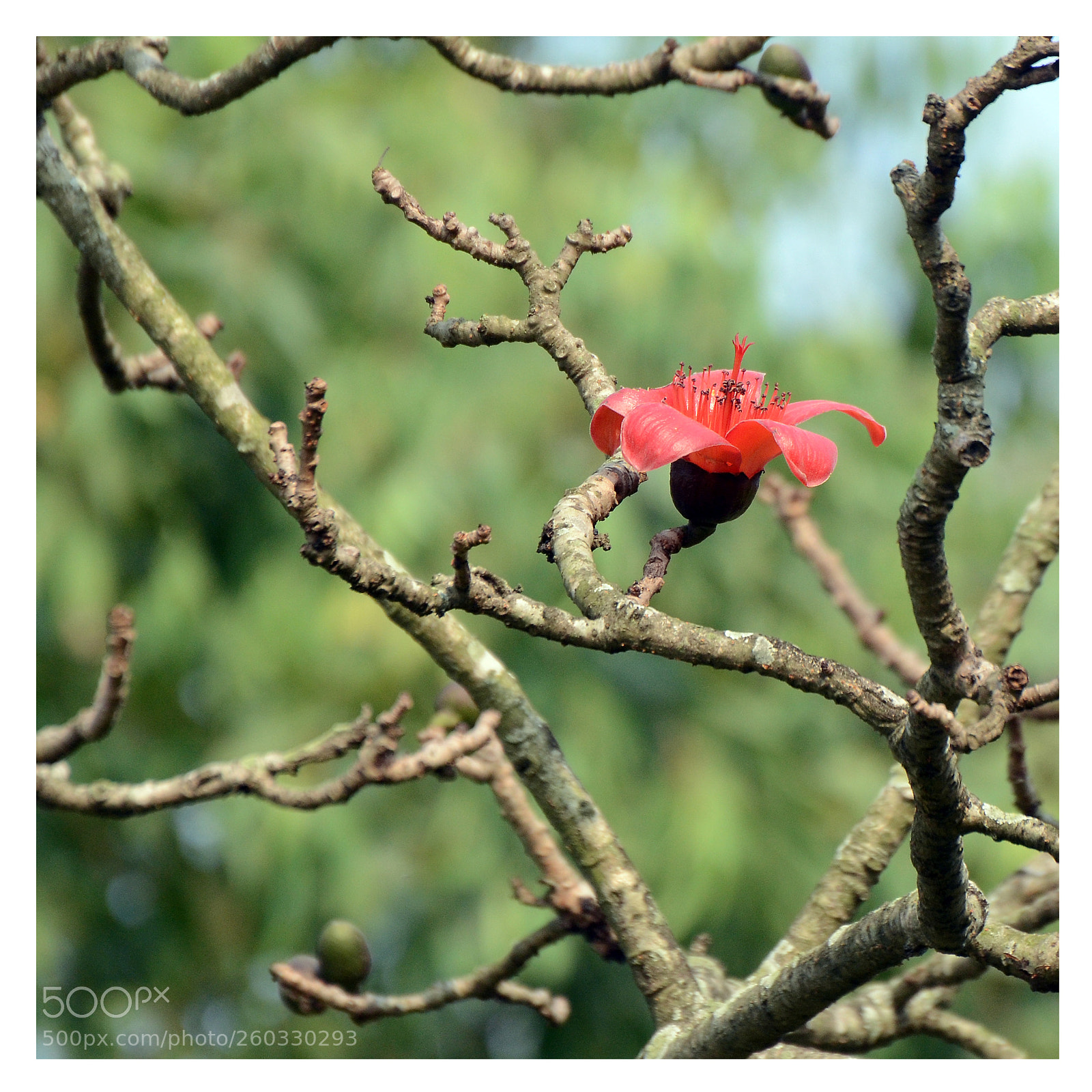 Nikon D7000 sample photo. Edit photography