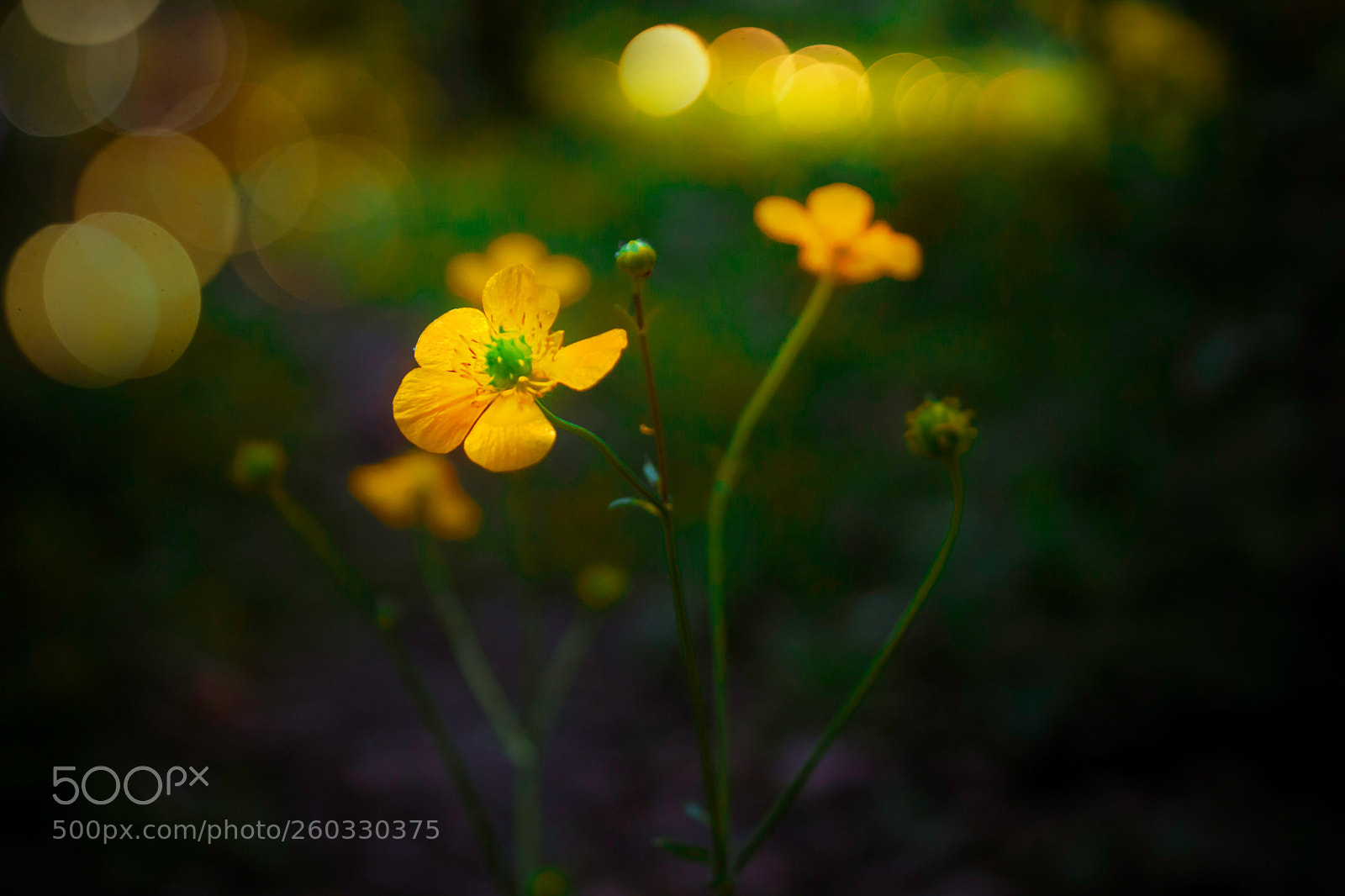 Canon EOS 700D (EOS Rebel T5i / EOS Kiss X7i) sample photo. Yellow life photography