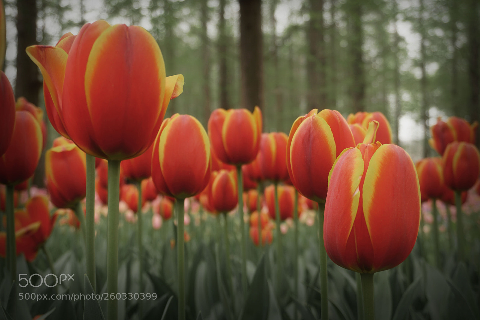 Sony a6300 sample photo. Beautiful tulips photography