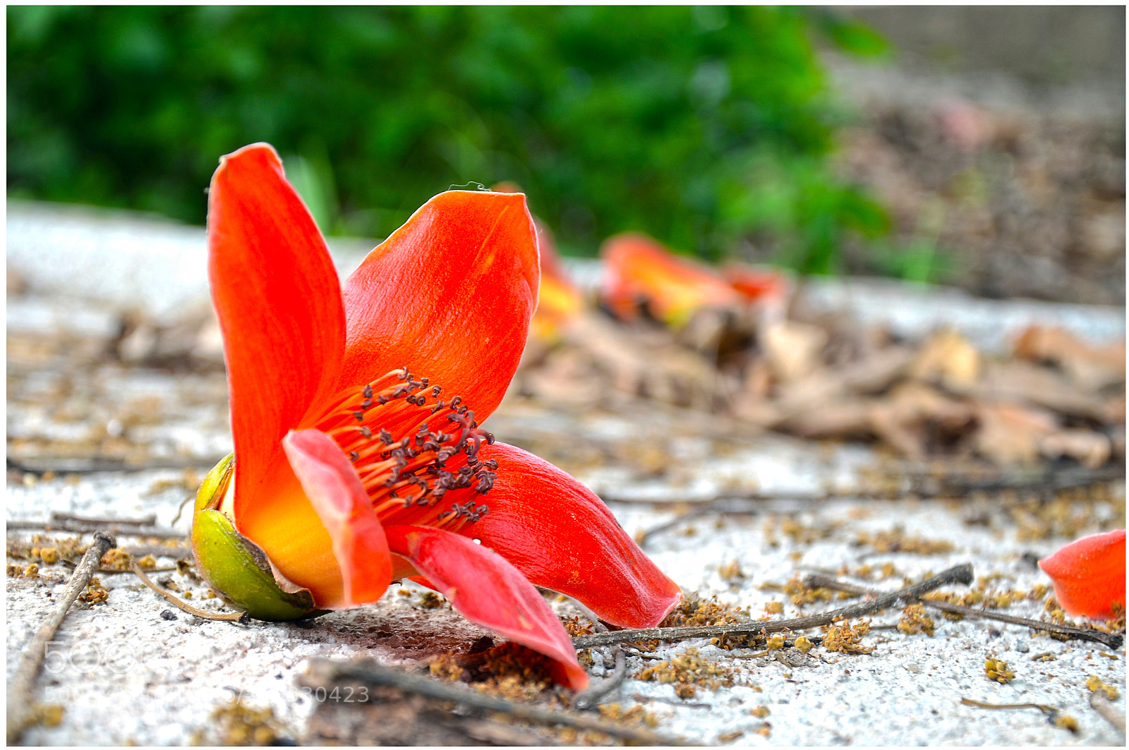 Nikon D7000 sample photo. Edit photography