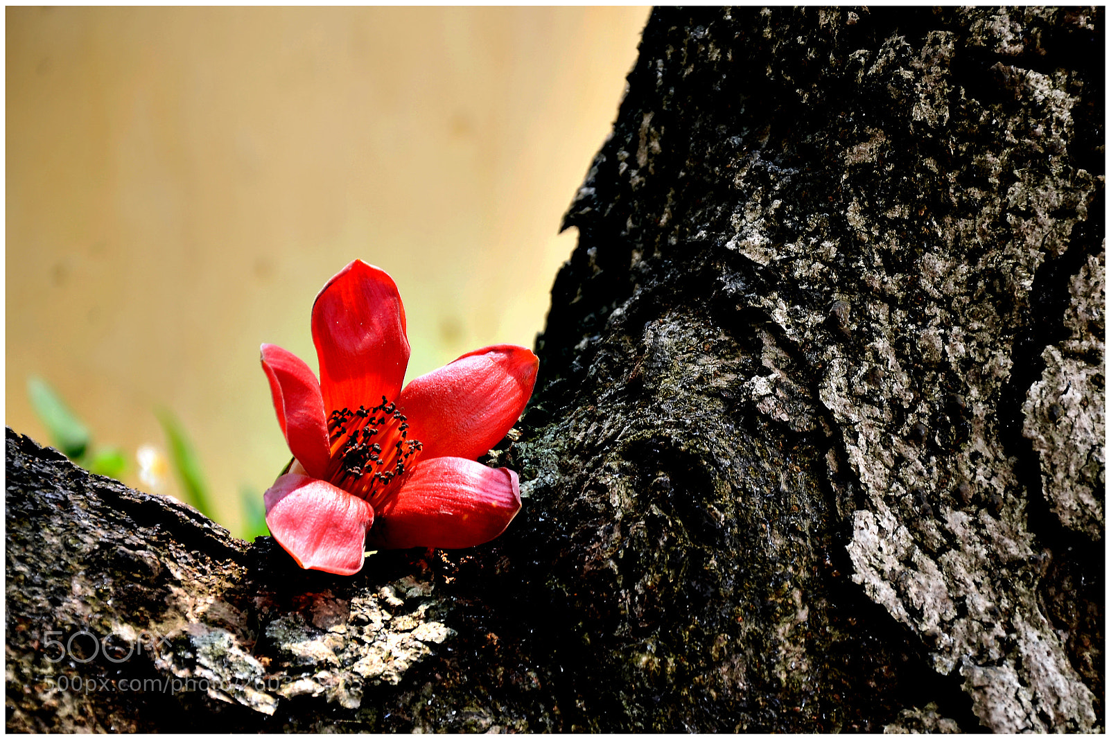 Nikon D7000 sample photo. Edit photography