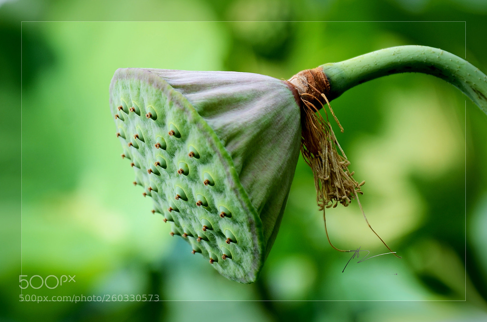 Nikon D7000 sample photo. Edit photography