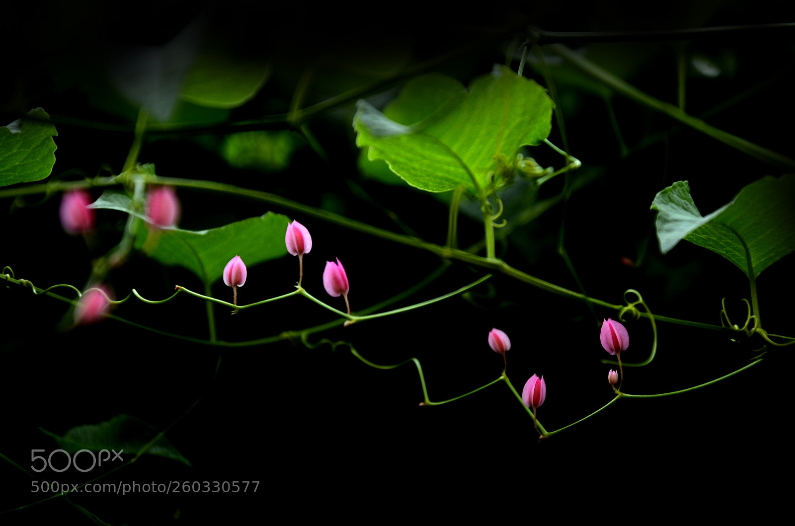 Nikon D7000 sample photo. Edit photography