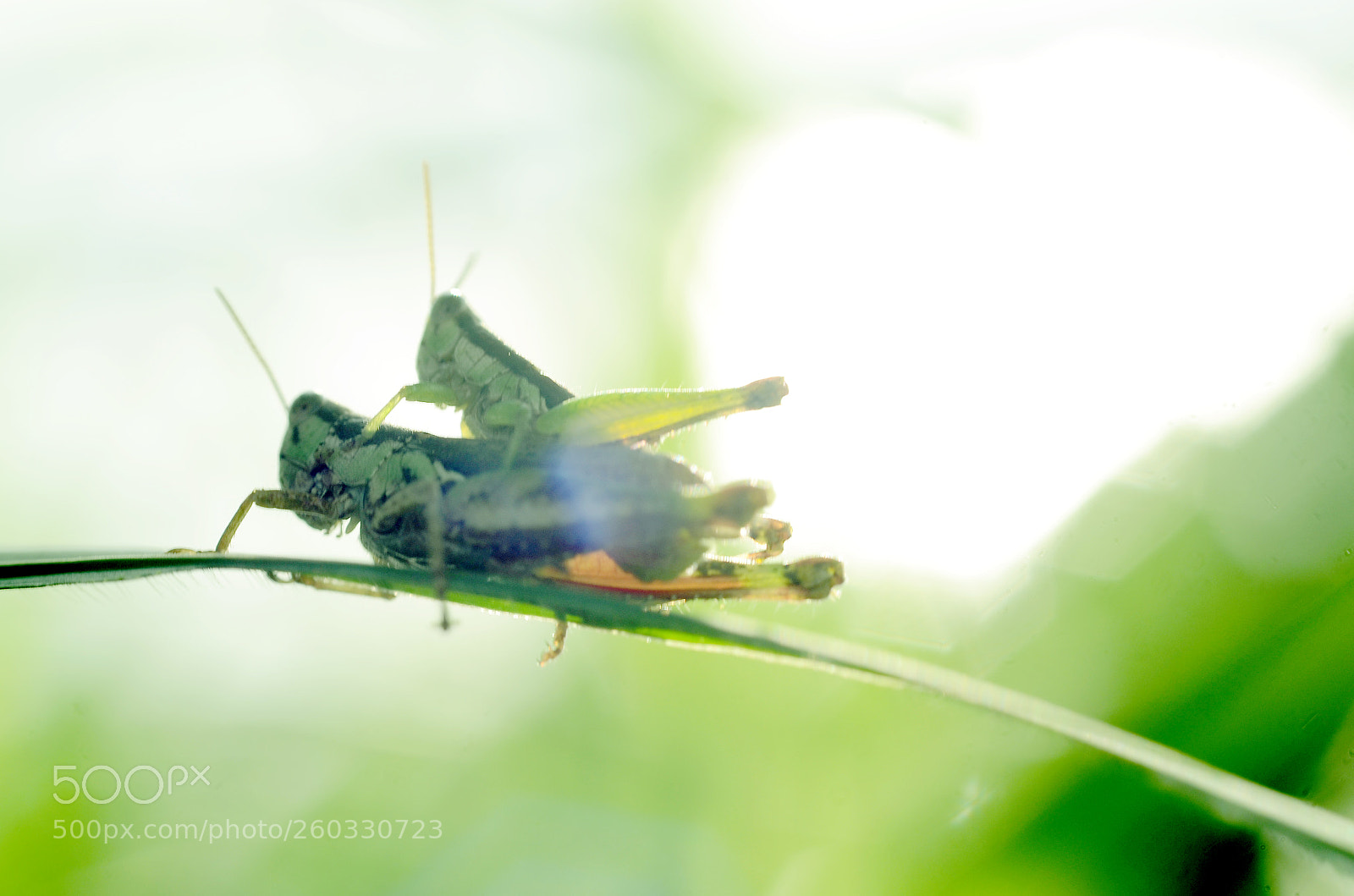 Nikon D7000 sample photo. Edit photography