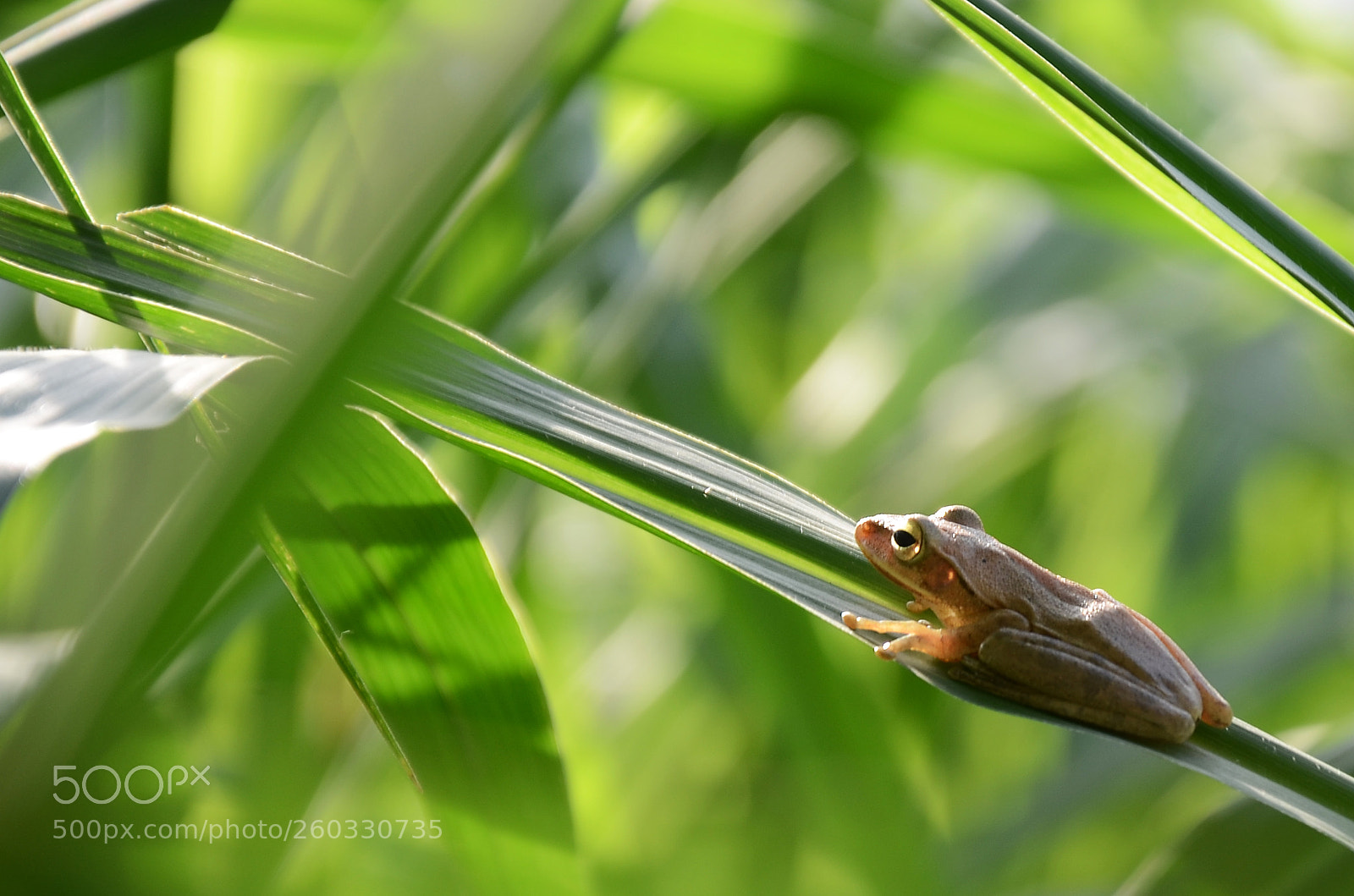 Nikon D7000 sample photo. Edit photography