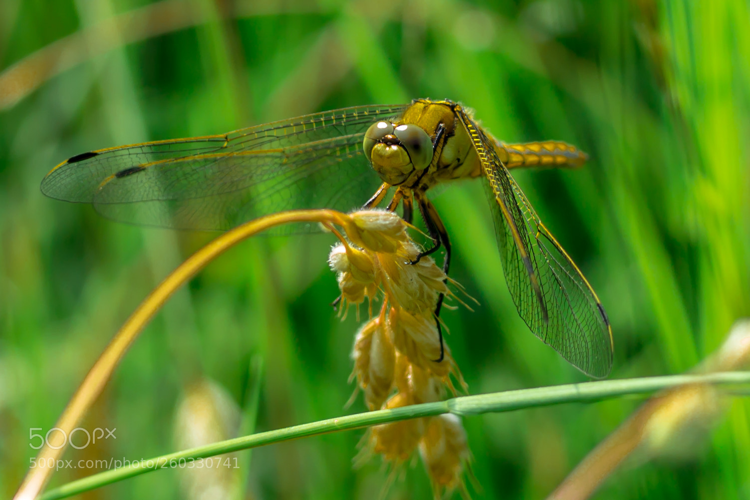 Canon EOS 600D (Rebel EOS T3i / EOS Kiss X5) sample photo. Dragonfly photography