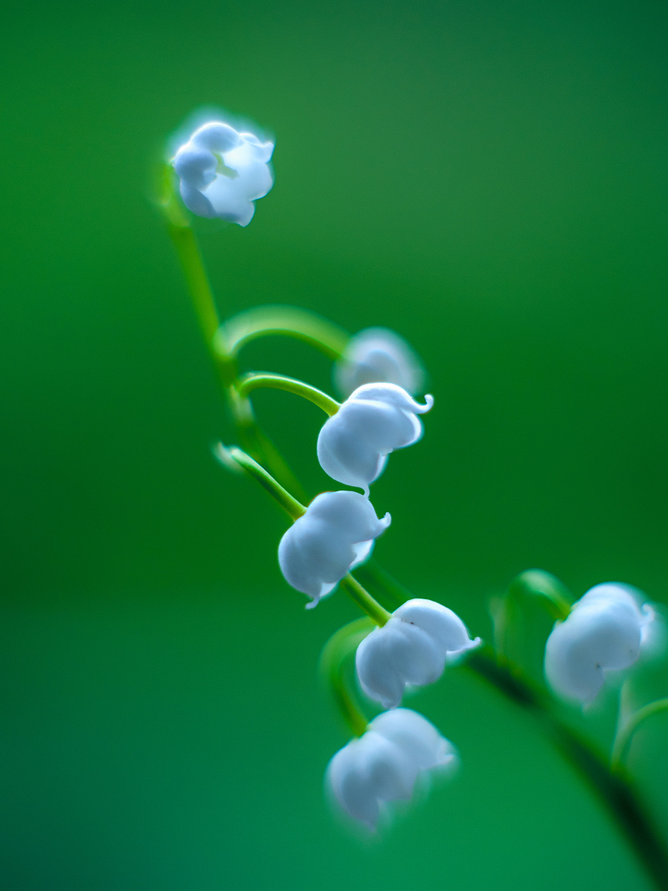 Leica SL (Typ 601) sample photo. Lily of the valley photography
